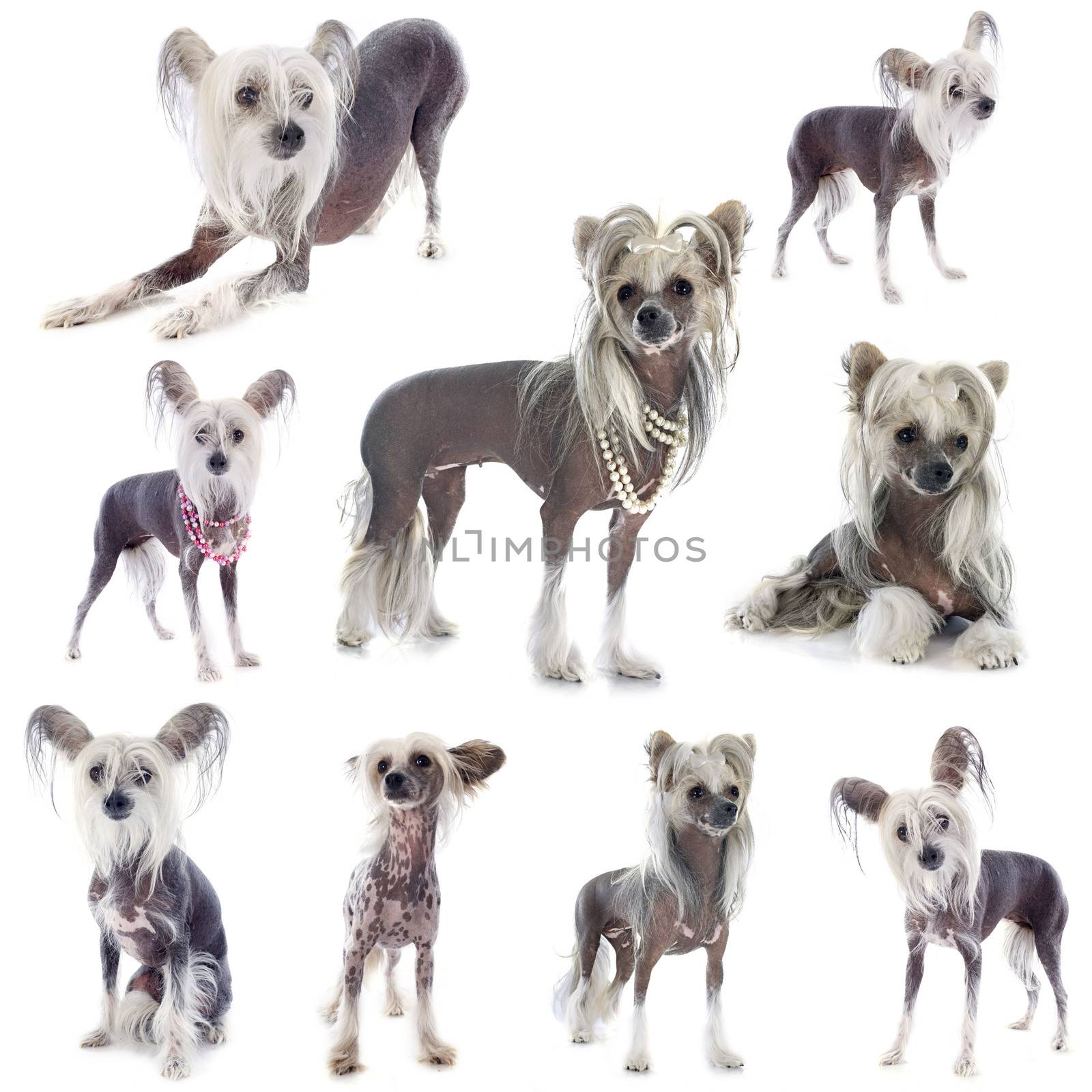 Chinese Crested Dog by cynoclub