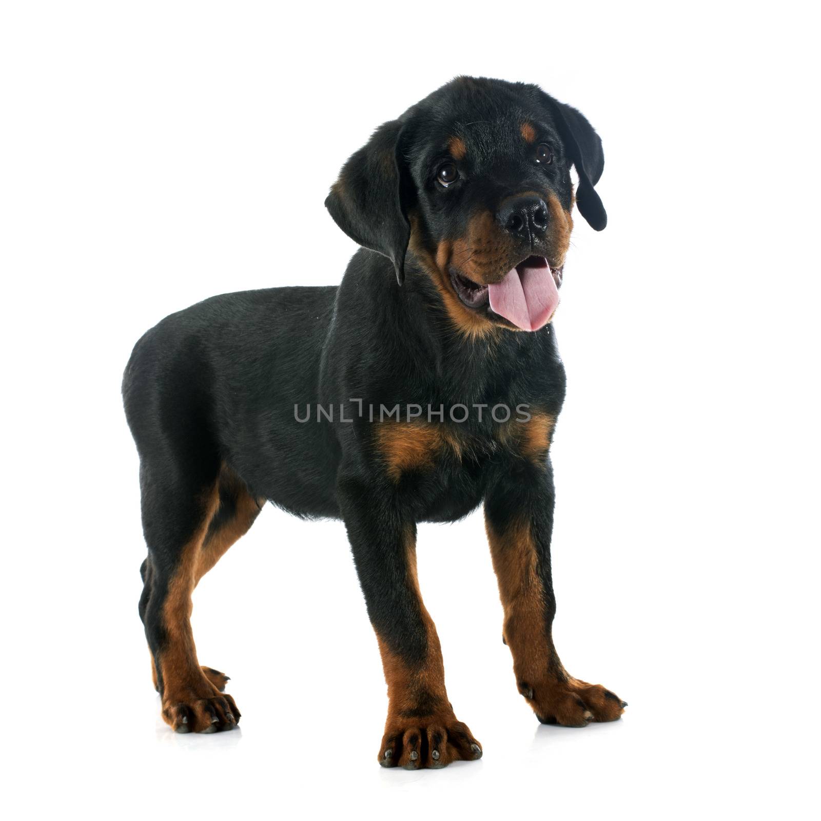 puppy rottweiler by cynoclub