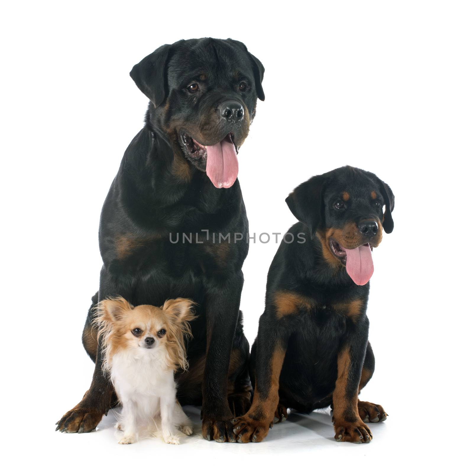 chihuahua, puppy and adult rottweiler in front of white background