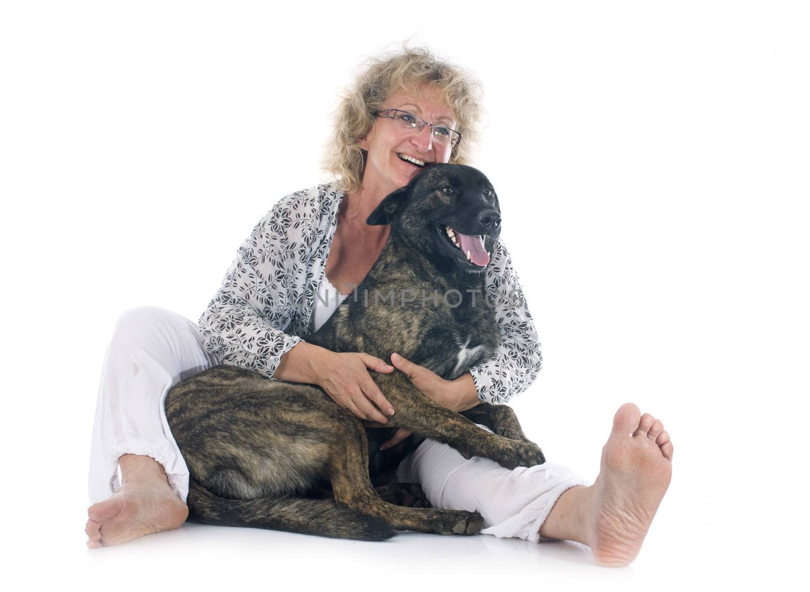 portrait of an holland shepherd with his owner in a studio