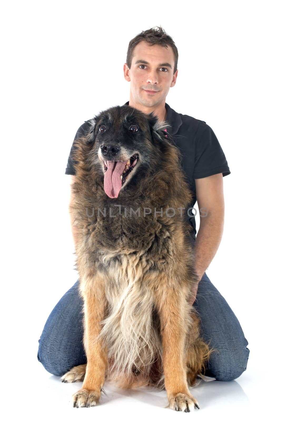 old belgian shepherd and man by cynoclub