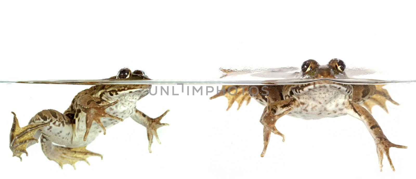 common frog in front of white background