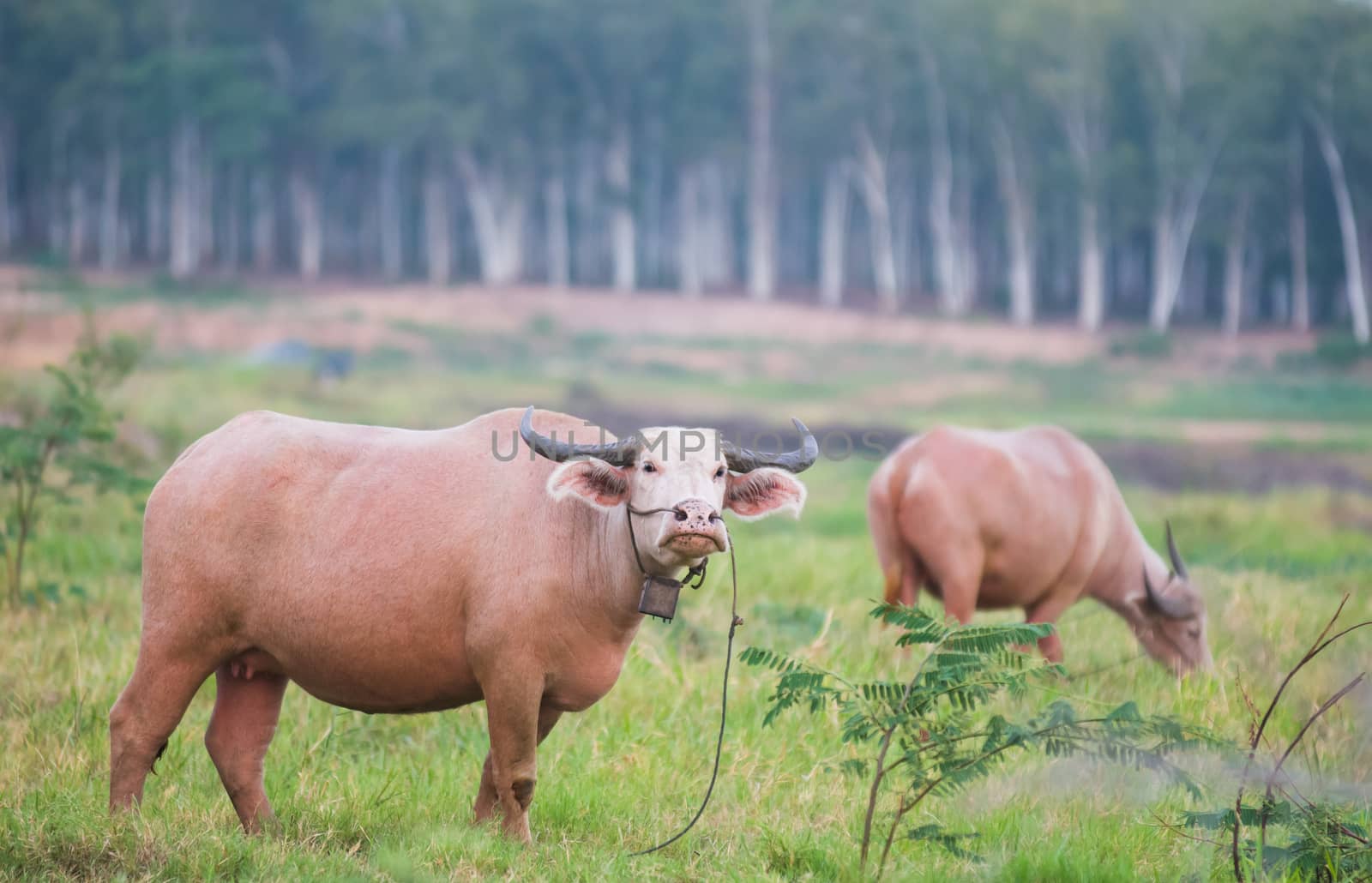 Two water buffaloes at dawn at a field in Chonburi, Thailand. Shallow depth of field with the nearest buffalo in focus.