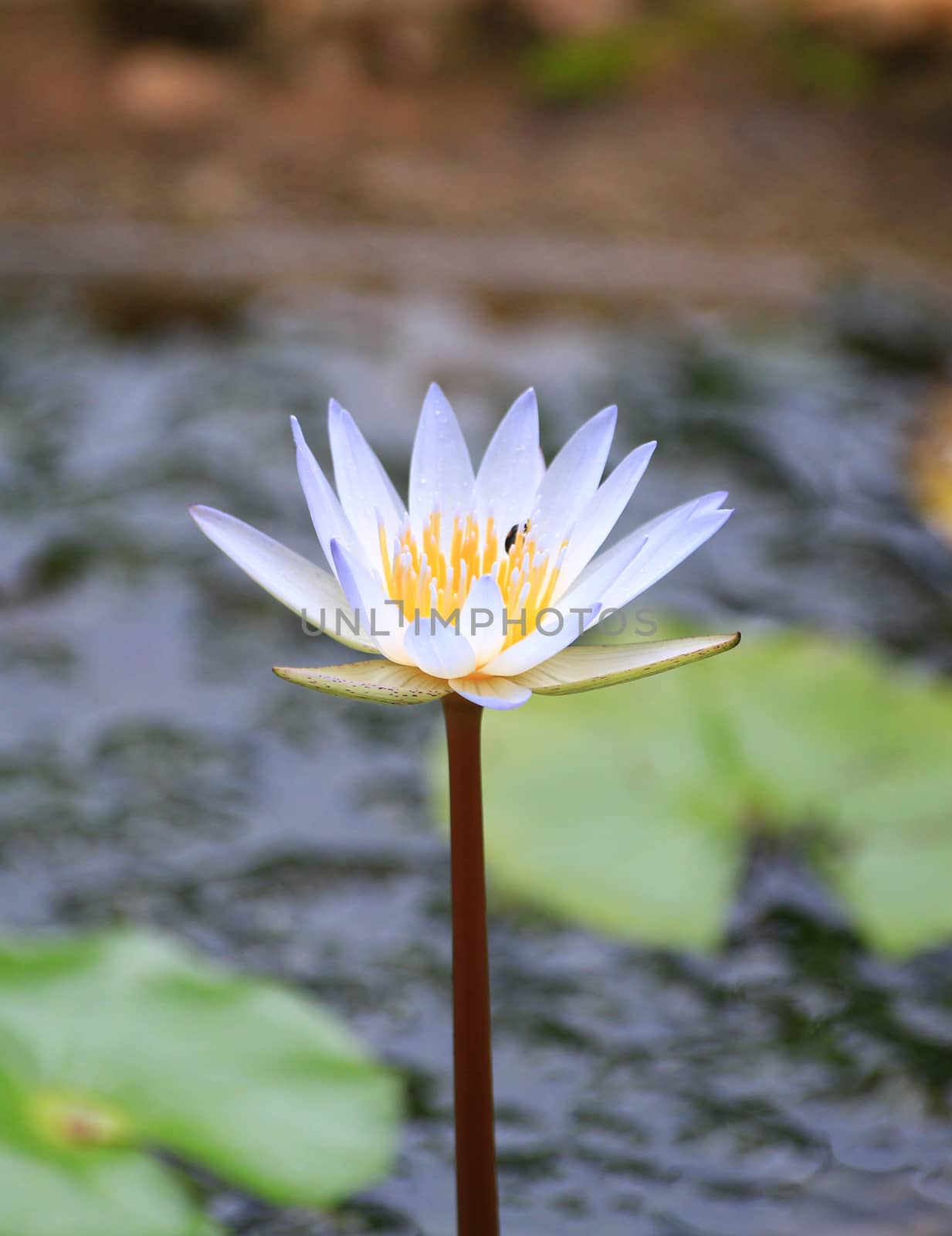 The one of lotus Species.It's name  Nymphaea stellafa.