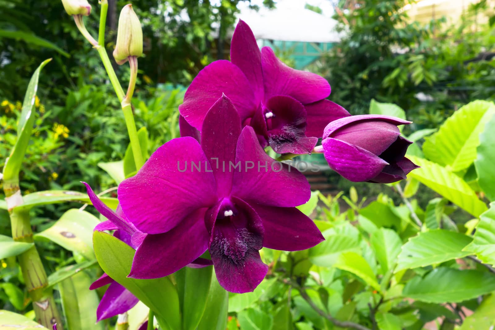 Wild Purple Orchid Flowers and Green Leaves in Chiang Rai.