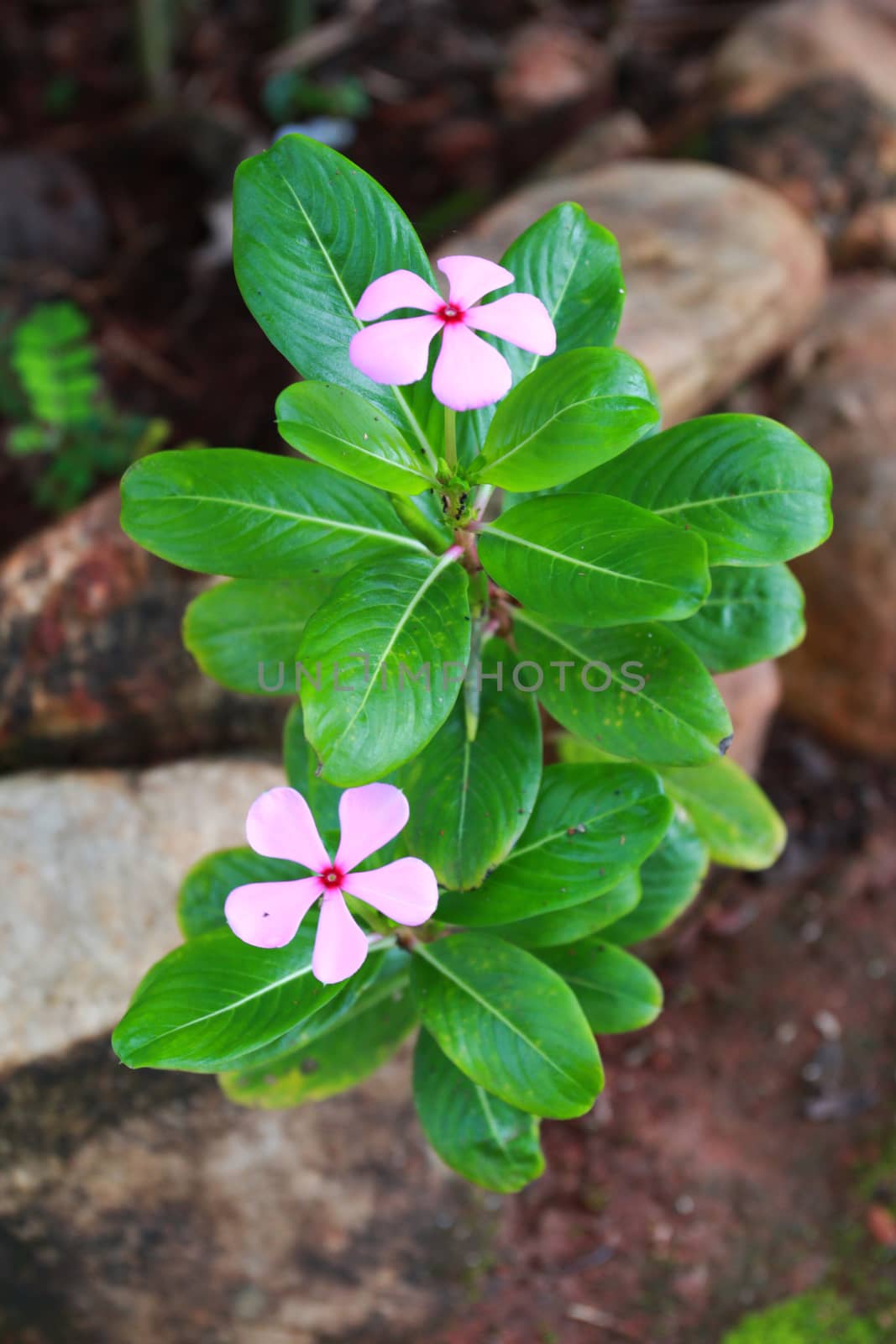 pink vinca flower by kaidevil