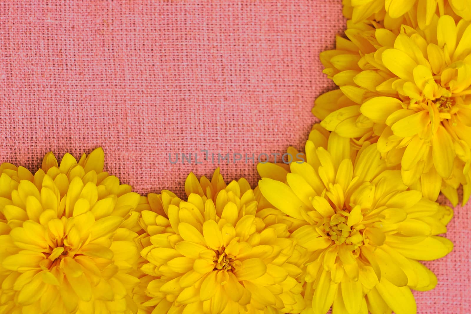 Frame of yellow flowers against a background of pink cloth