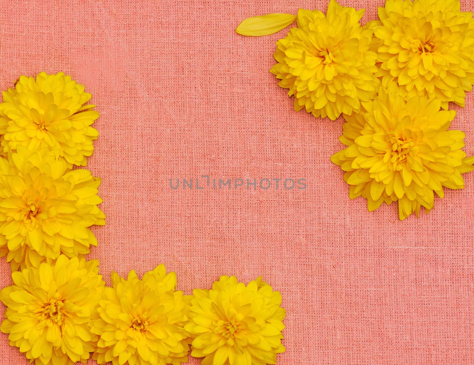 Frame of yellow flowers against a background of pink cloth