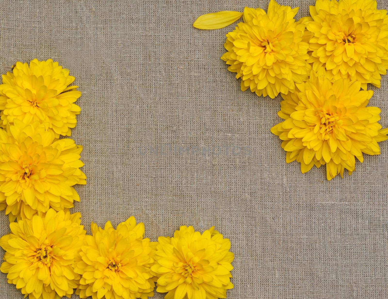 Frame of yellow flowers against a background of rough cloth