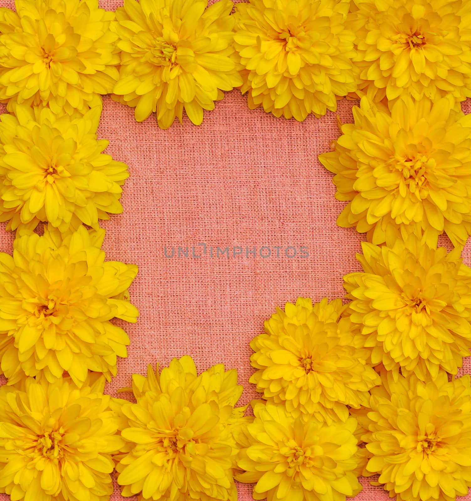 Frame of yellow flowers against a background of pink cloth