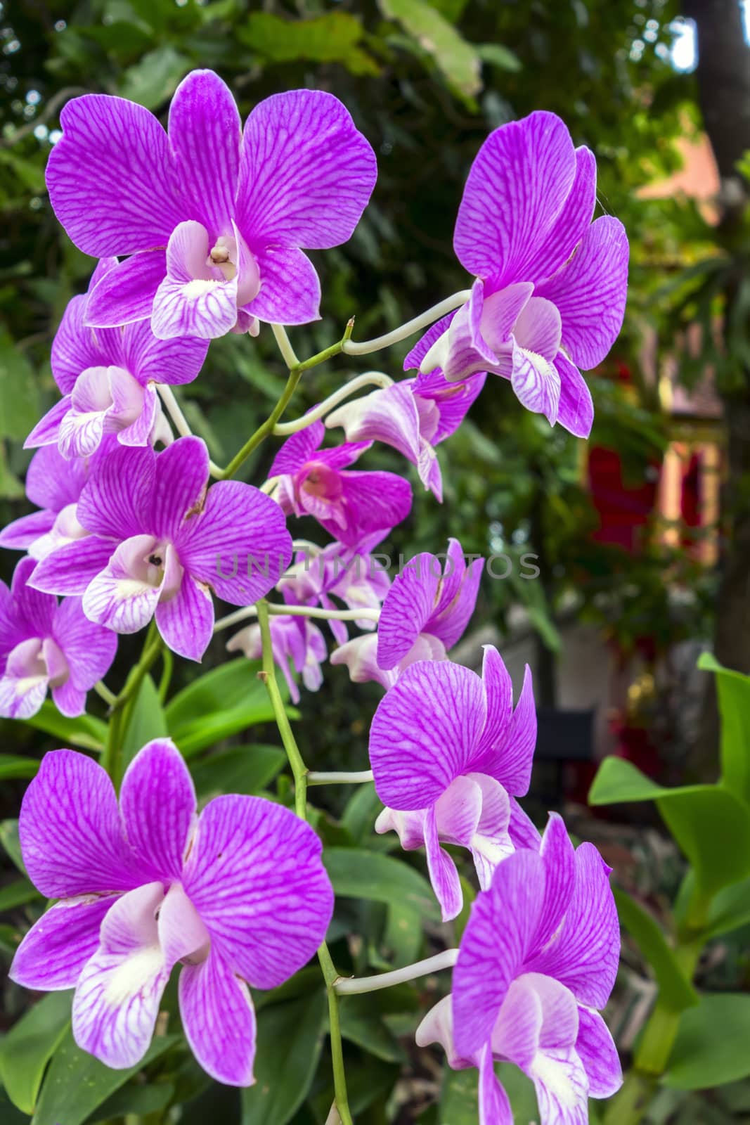 Bunch of Wild Orchid Flowers. by GNNick