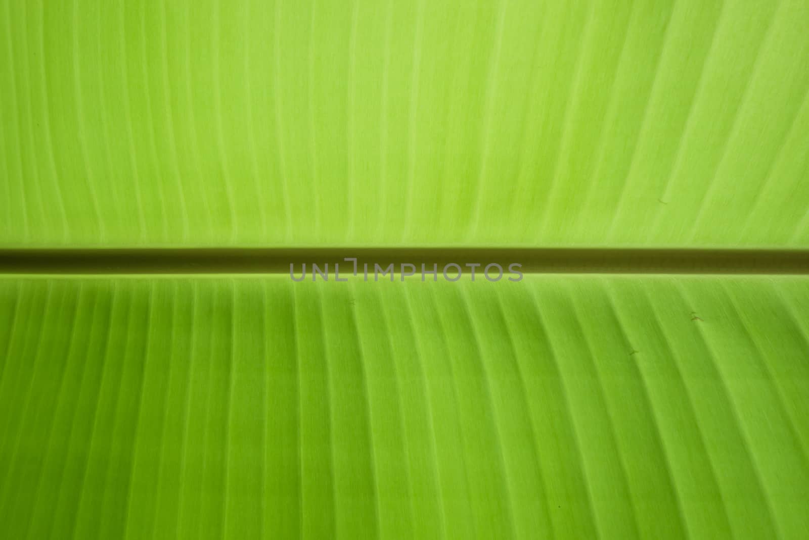 Banana leaf texture