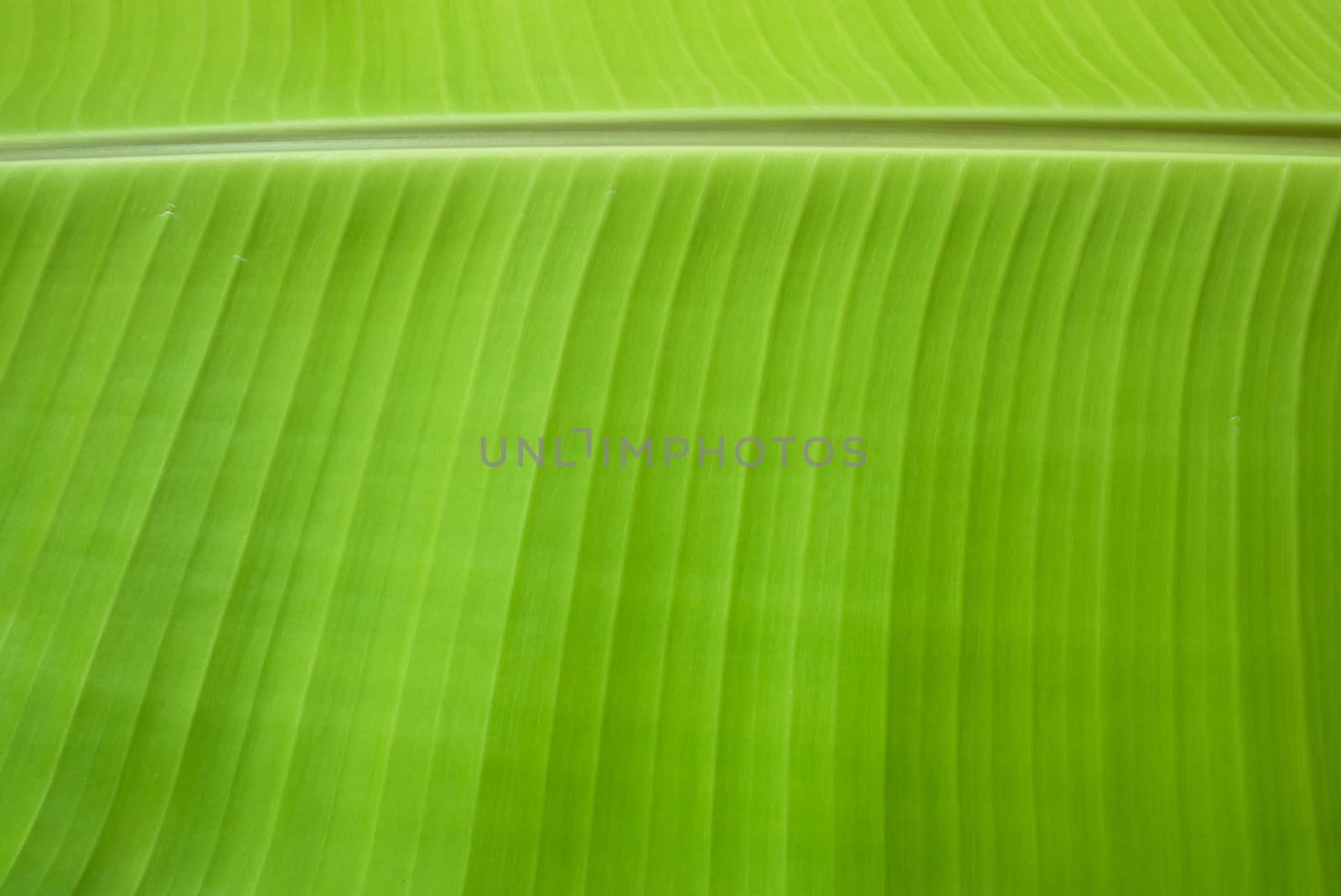 Banana leaf texture