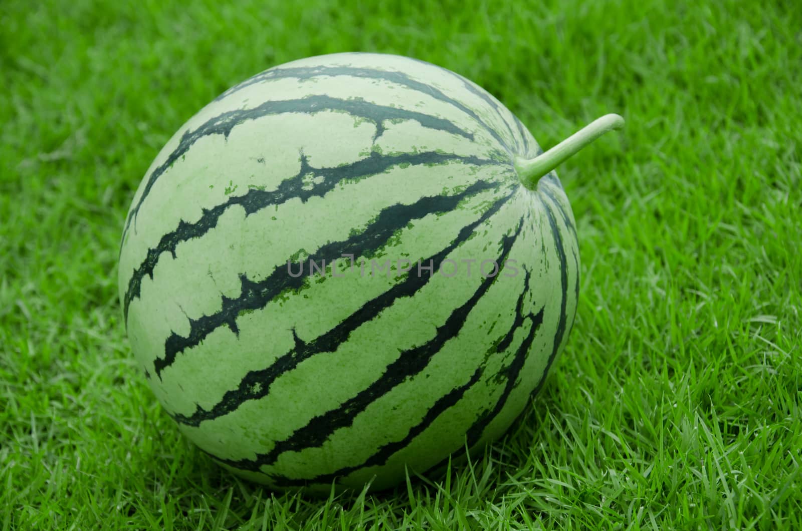 Watermelon stripe skin round shape with grass field background