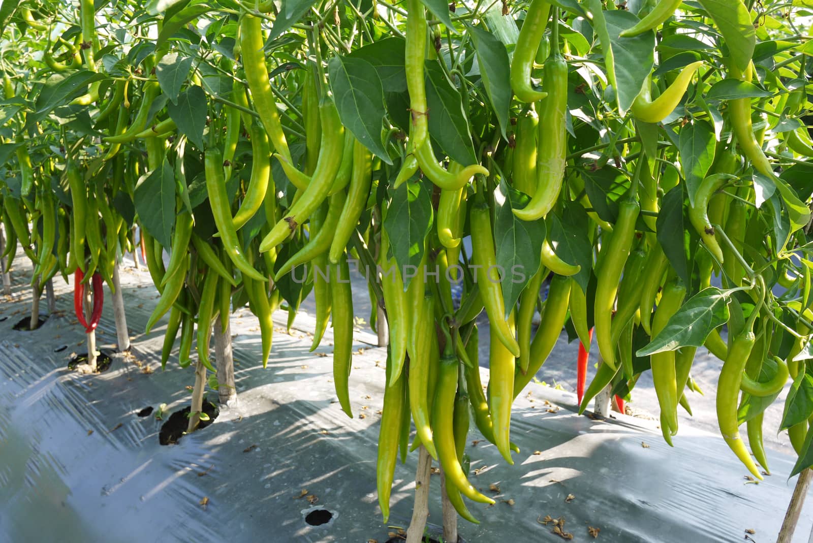 Hot pepper plant in fruiting stage with too many fruits