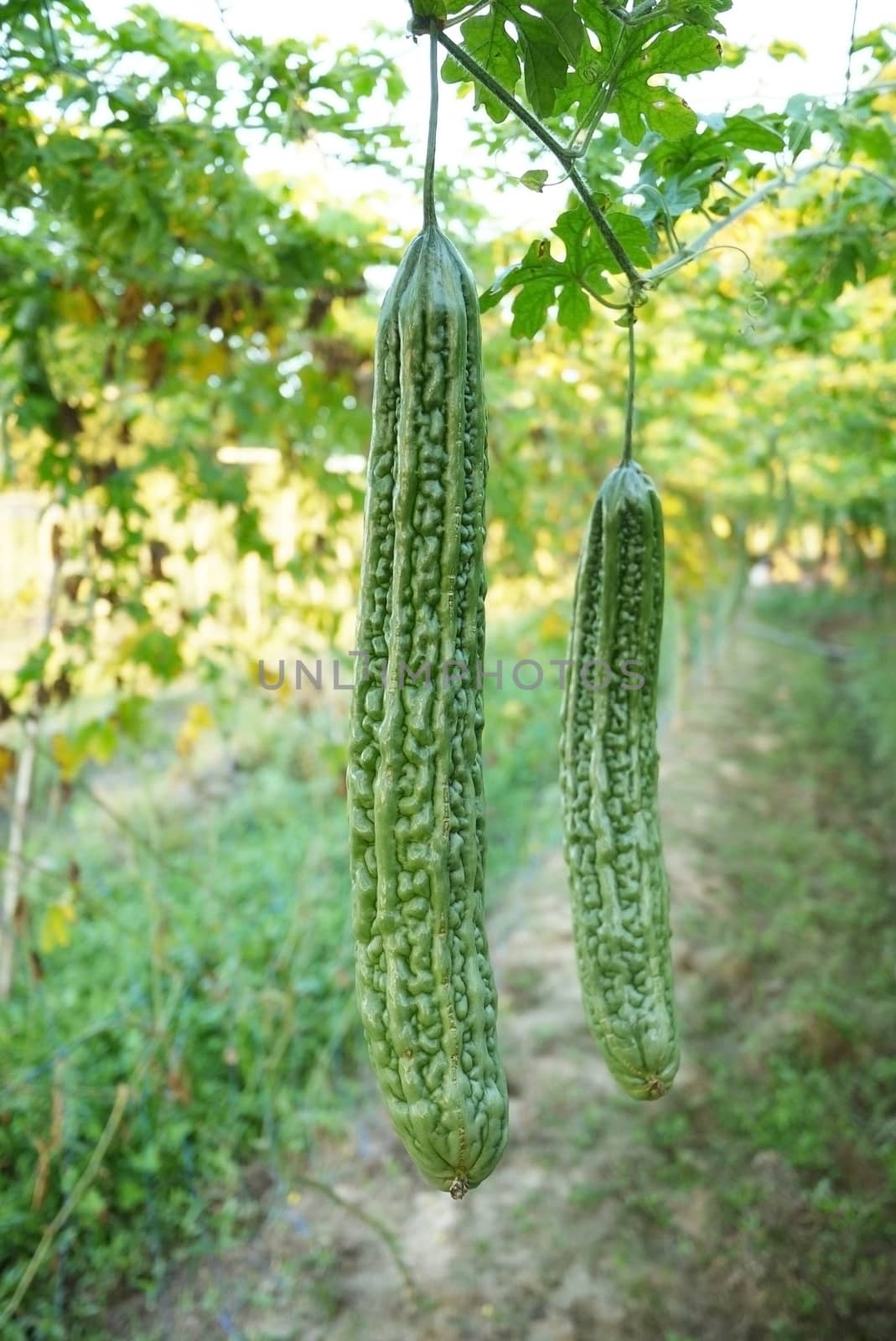 Bitter gourd for Asian consumption