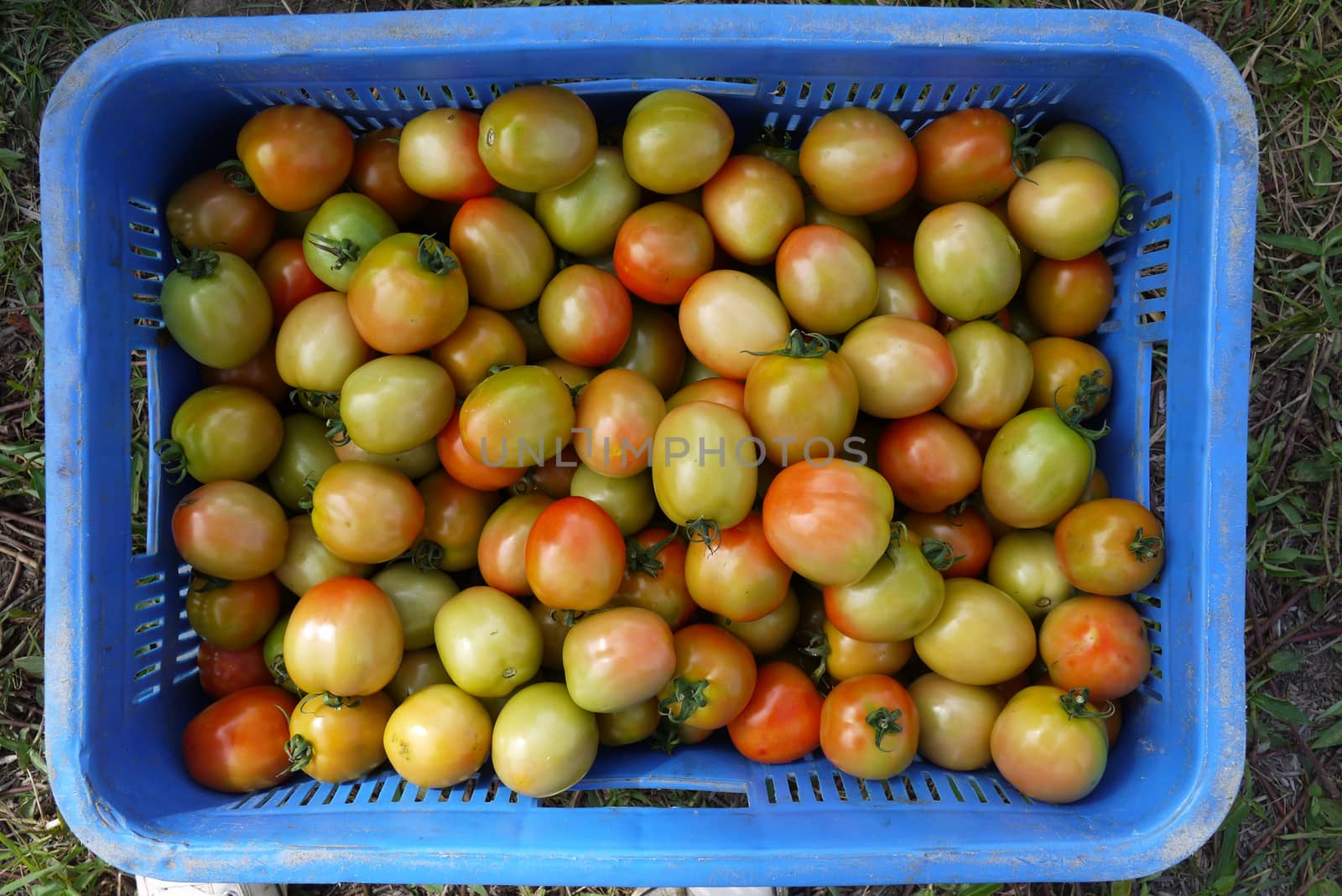 Fresh tomato in basket