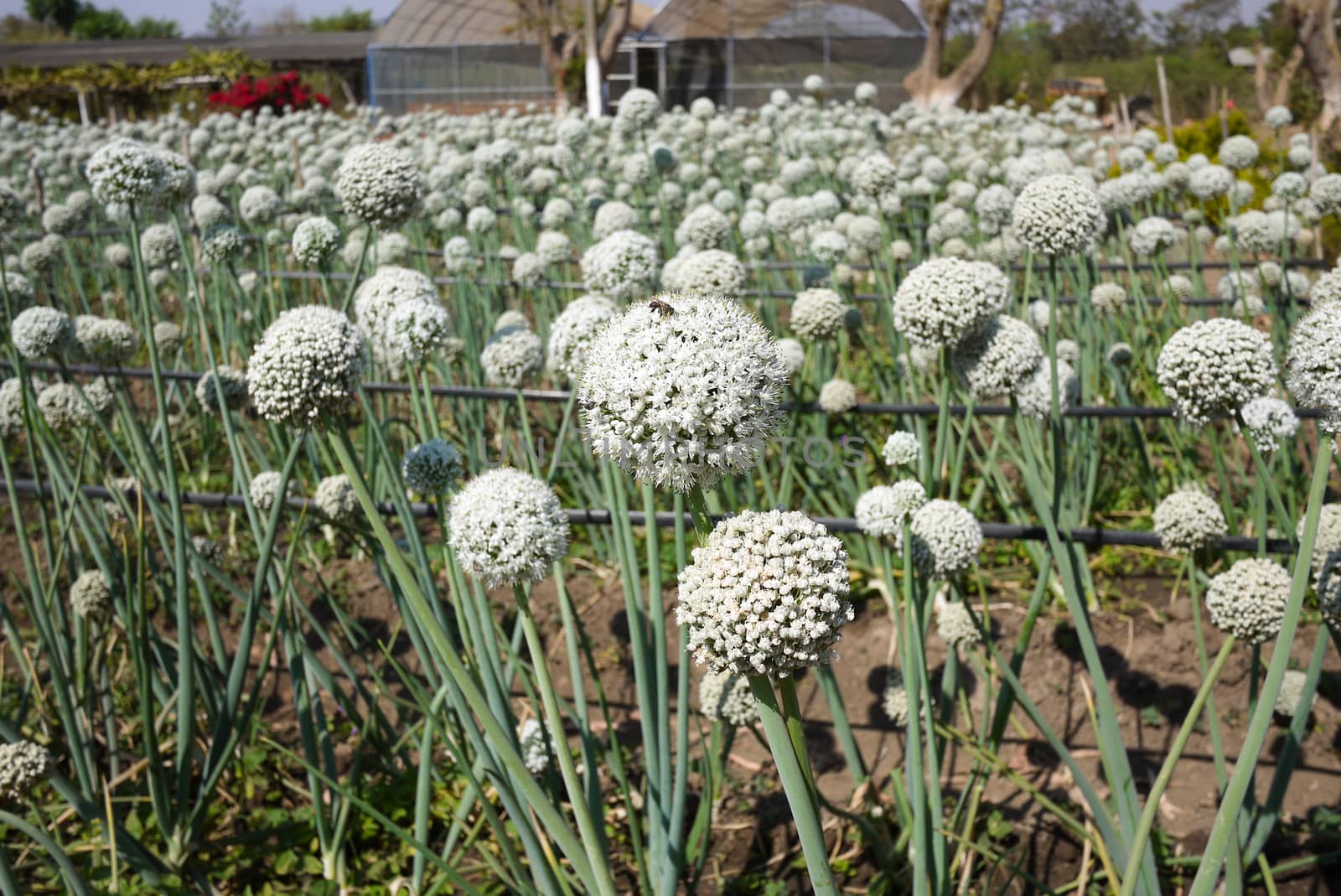 Onion field in flowering stage