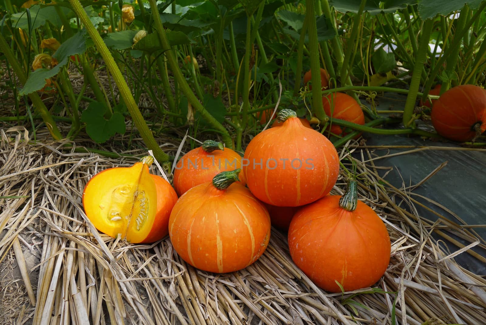 Orange squash in the field