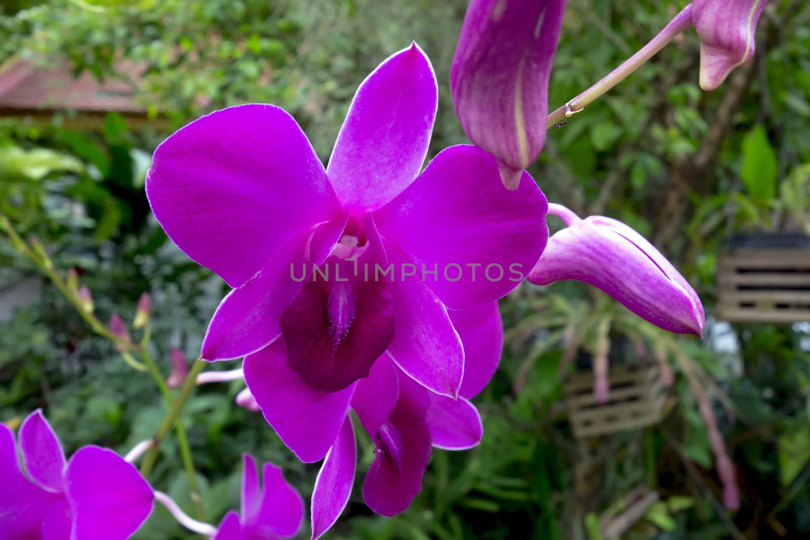 Wild Orchid Flowers and Buds, Green Leaves in Chiang Rai.