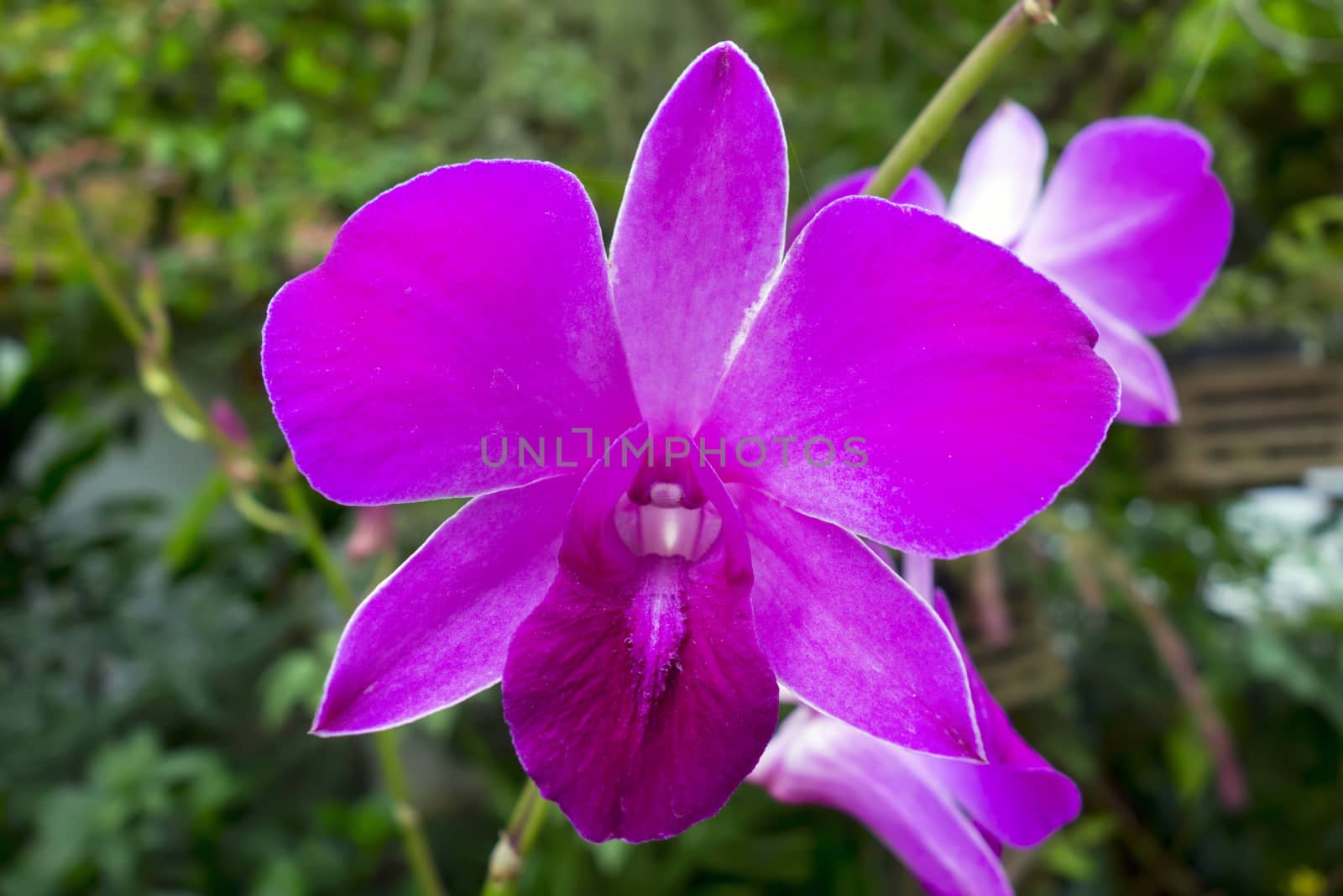 Wild Orchid Flower and Green Leaves in Chiang Rai.