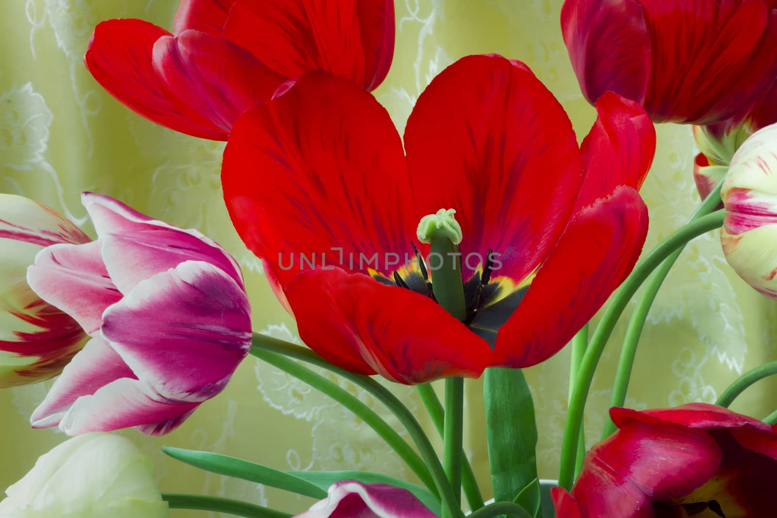 One big beautiful tulip of bright red color against the beautiful draped yellow silk. It is presented by a close up