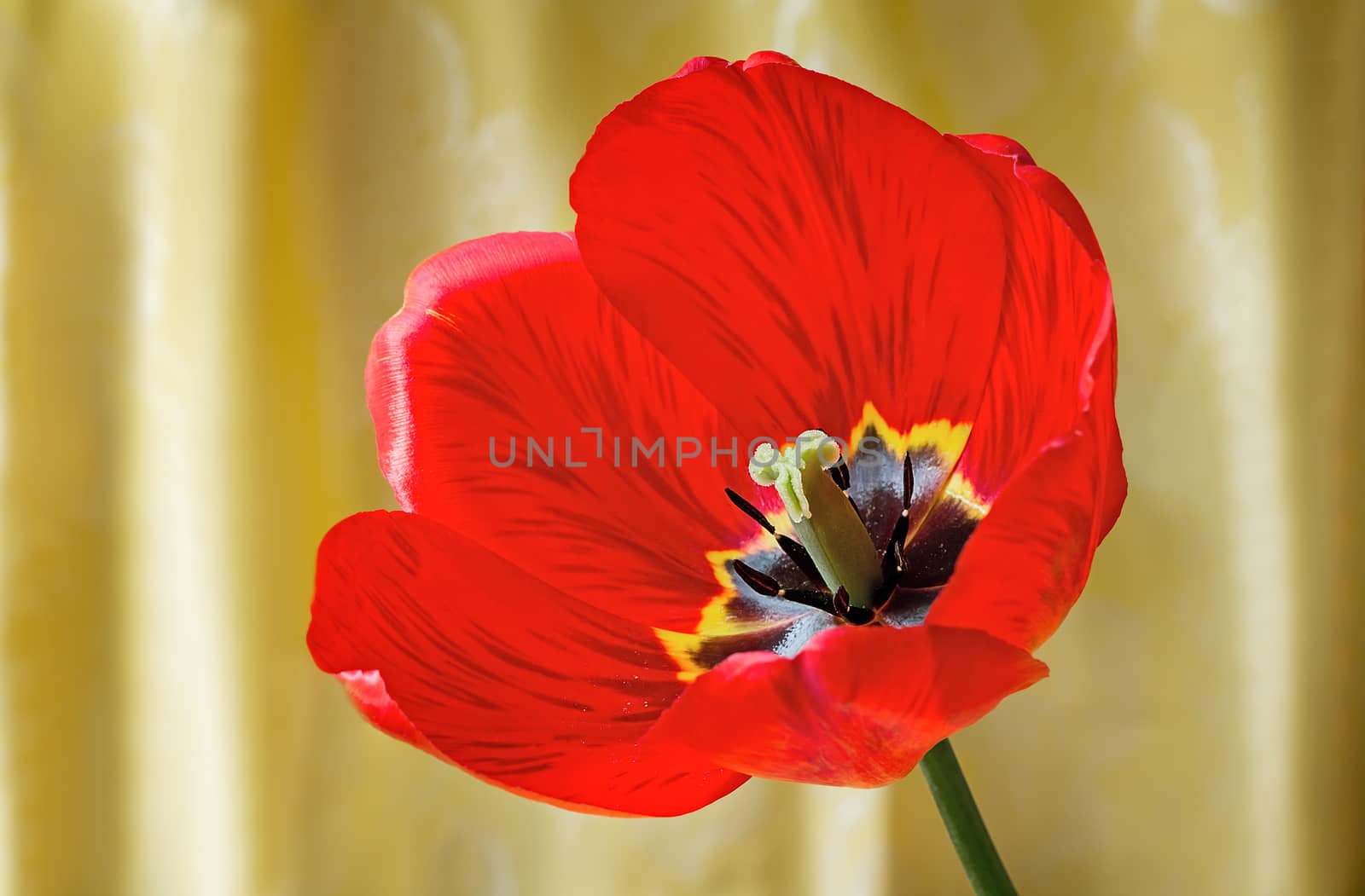 Bright red tulip against yellow silk by georgina198