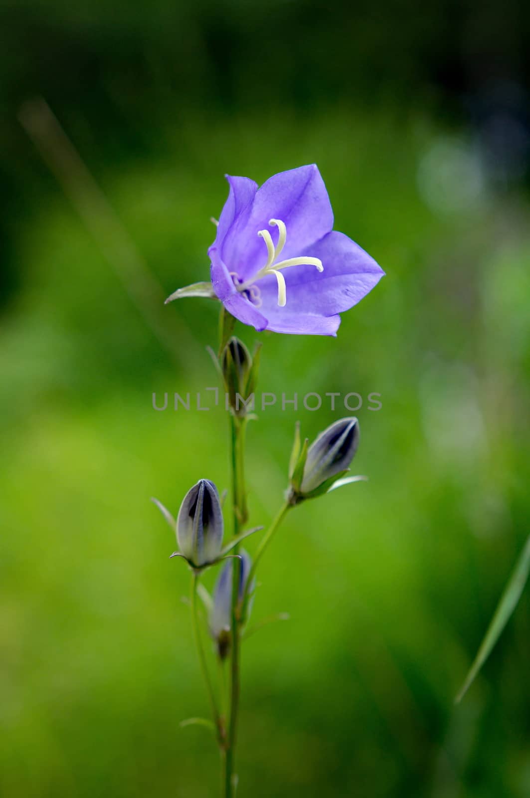 Purple flower by anderm