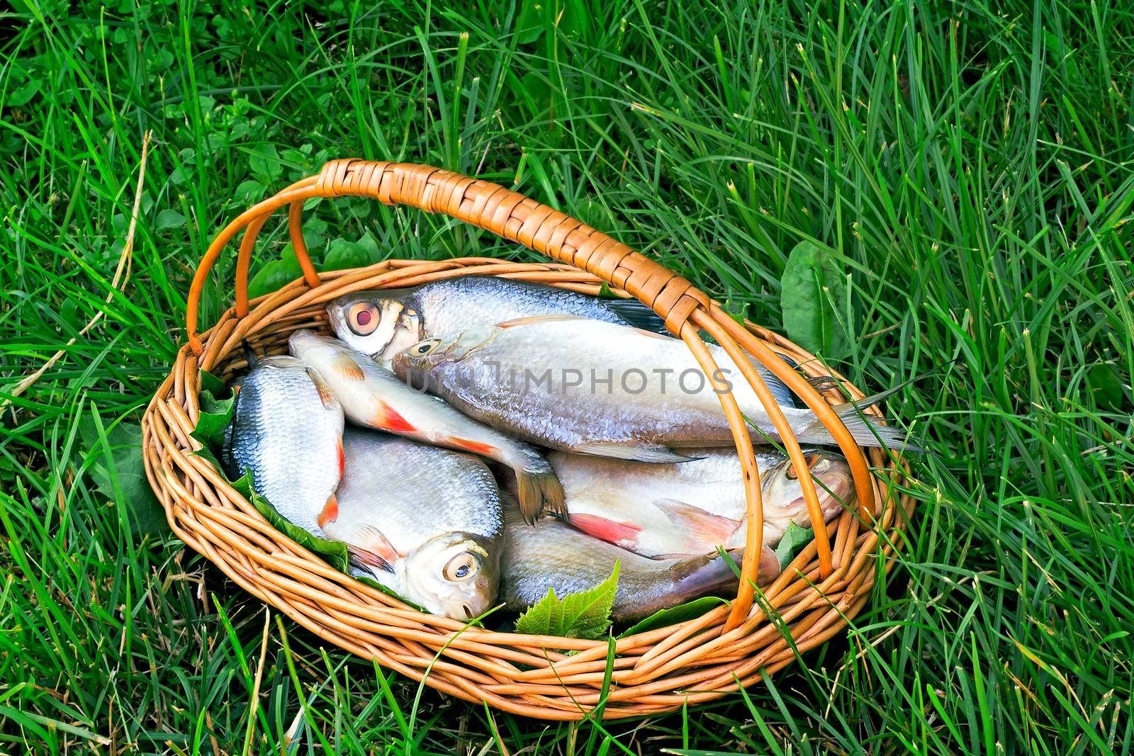 On a green grass the wattled basket with fish hooked in the river is situated on the bank of the river.