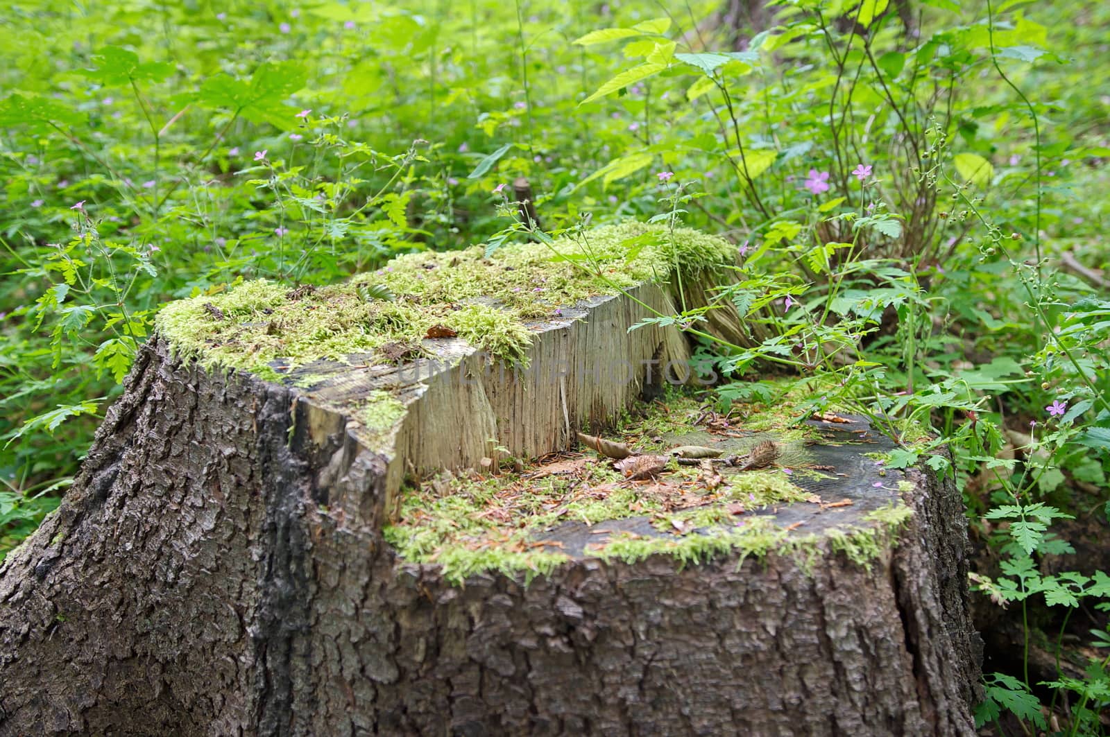 Stump of an old  tree (shallow depth of field)