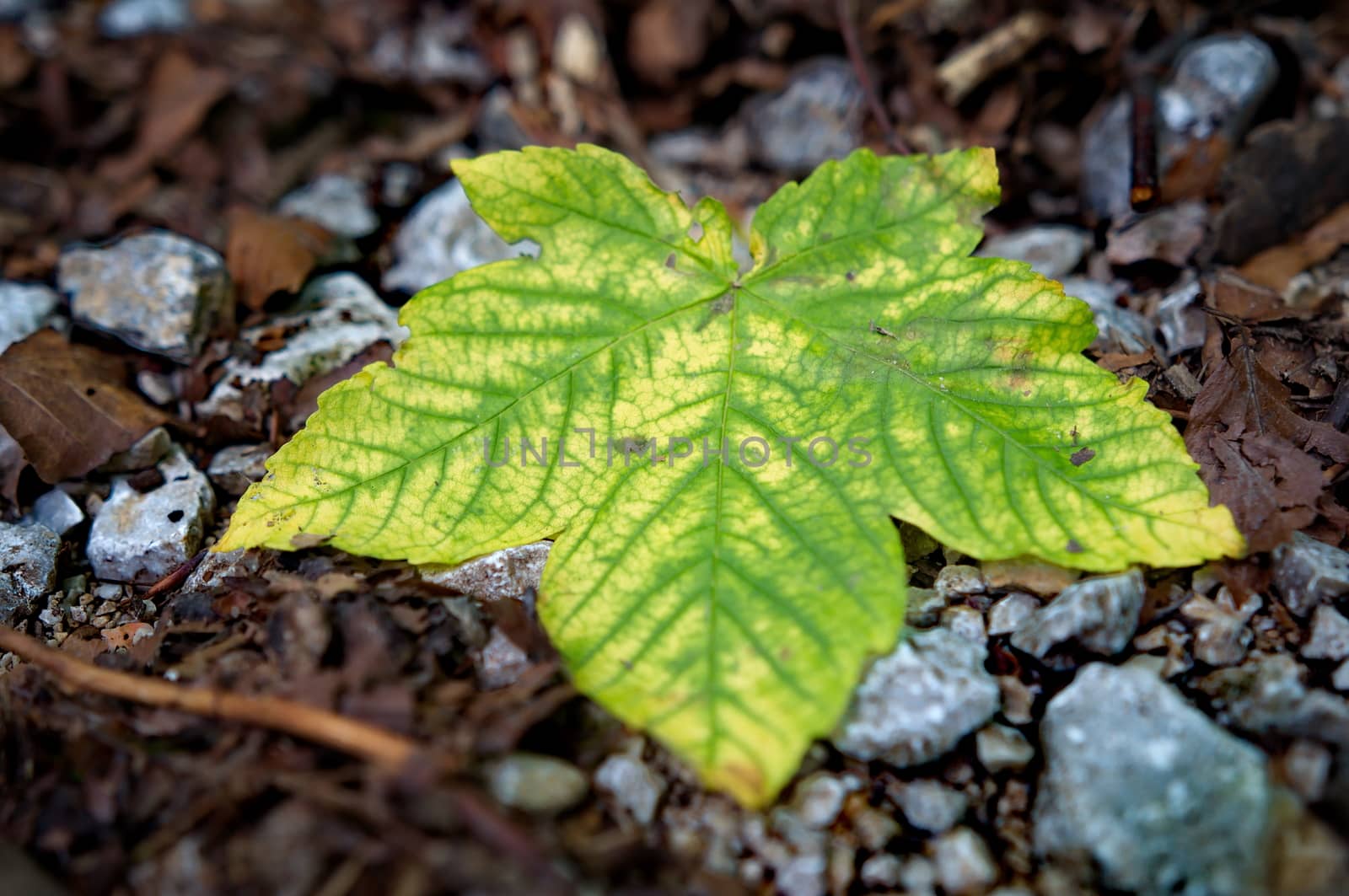 Colorful leaf on the ground by anderm