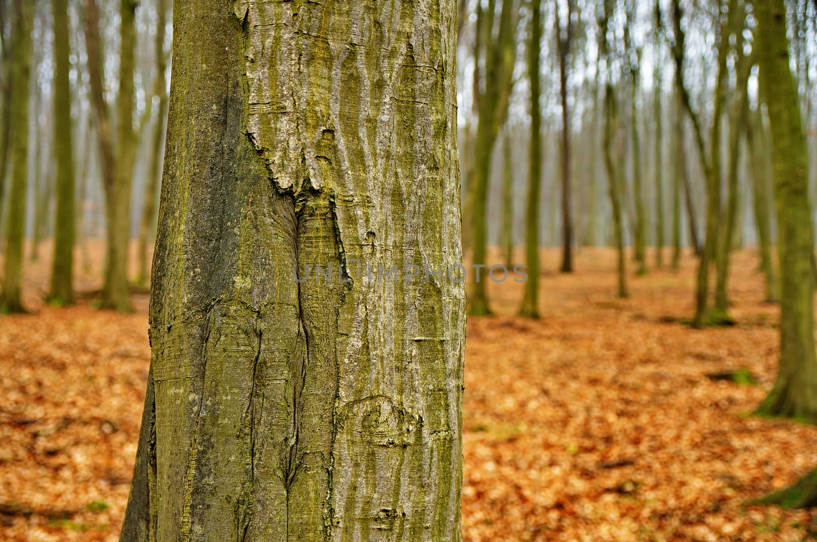 Autumn forest