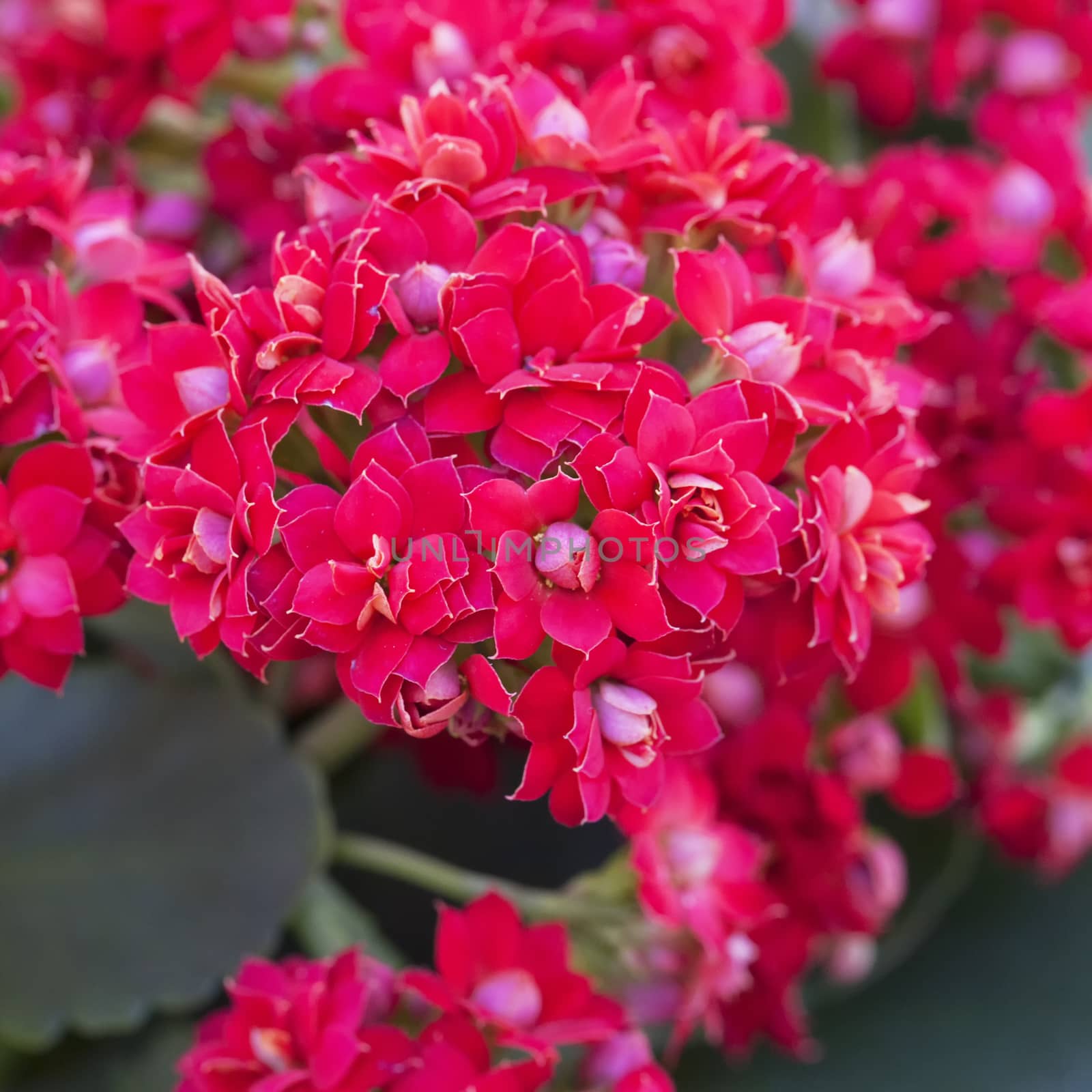 Red flowers in close up, square image