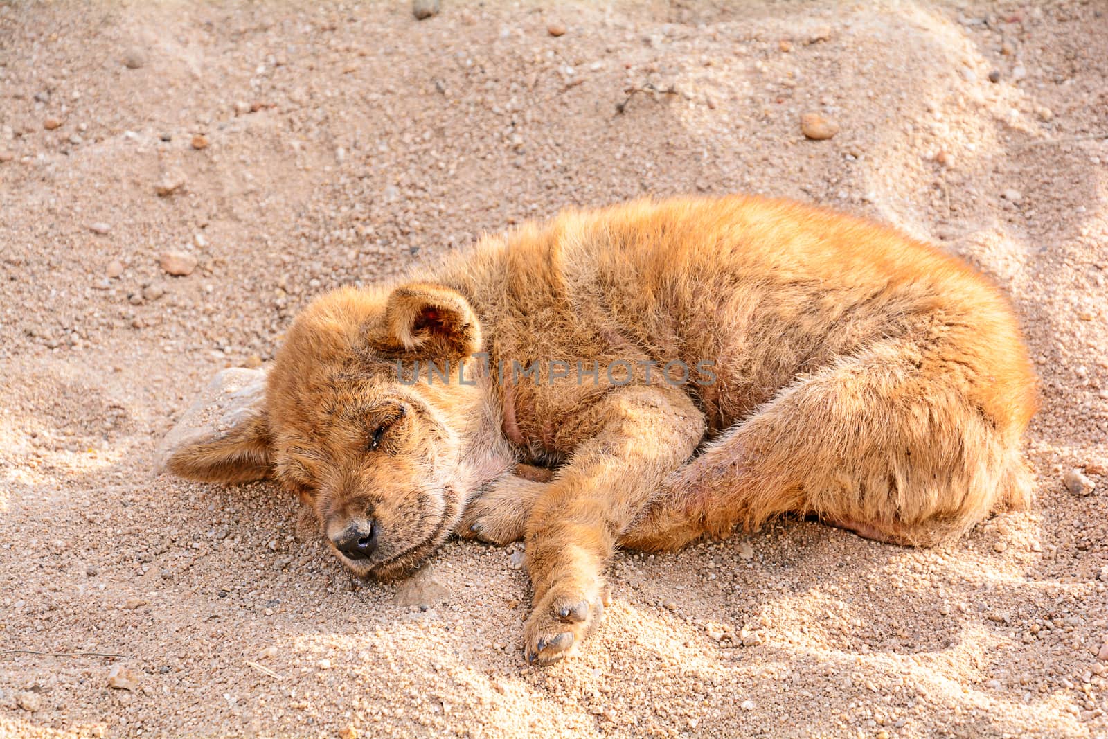 Puppy sleeping on the sand. 