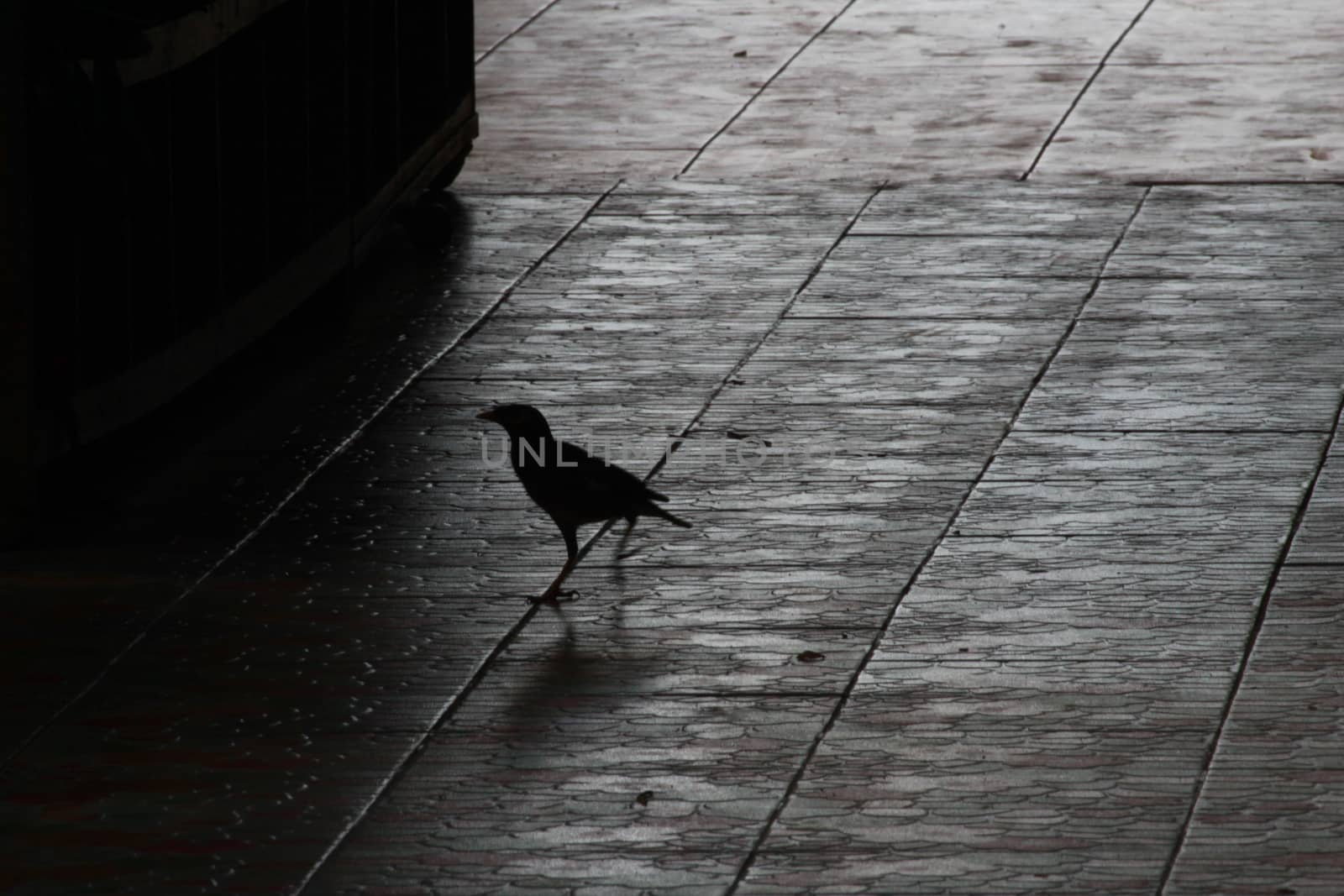 The bird is walking to find something to eat around the building ground.
