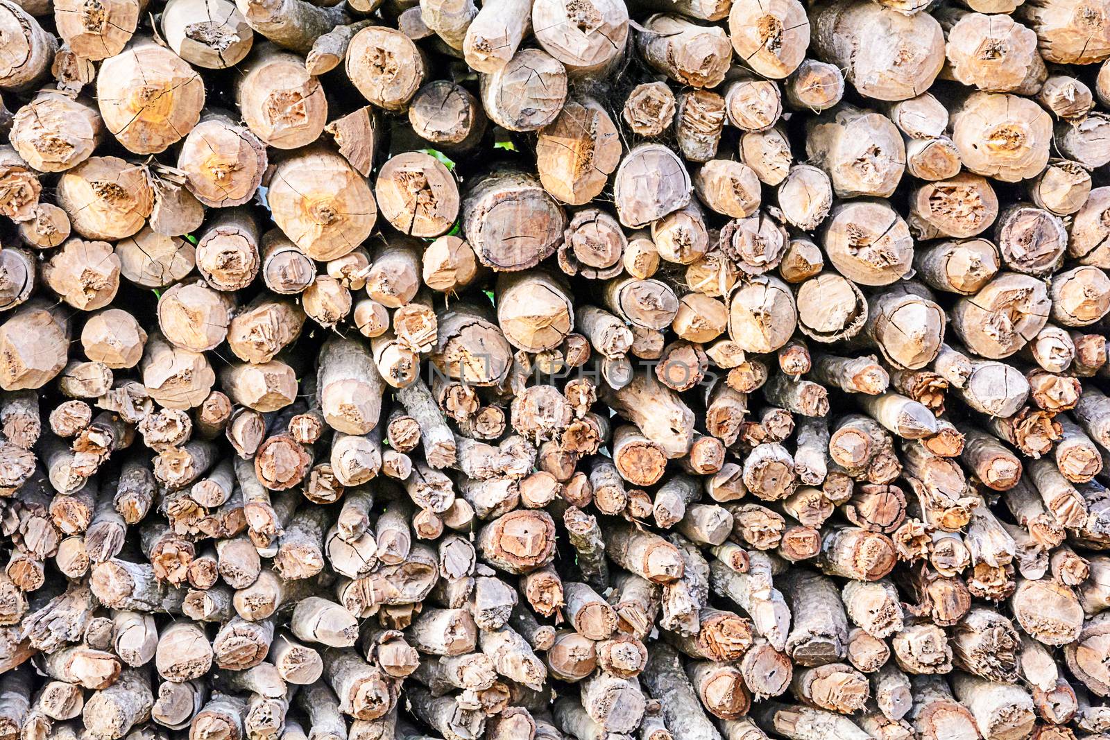 Firewood logs stacked by NuwatPhoto