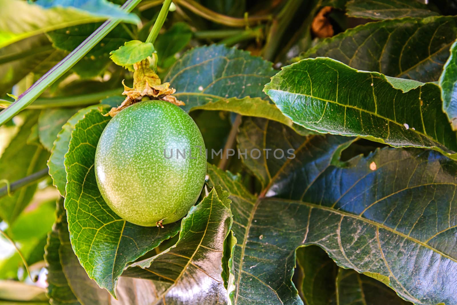 Fresh passion fruit in a orchard