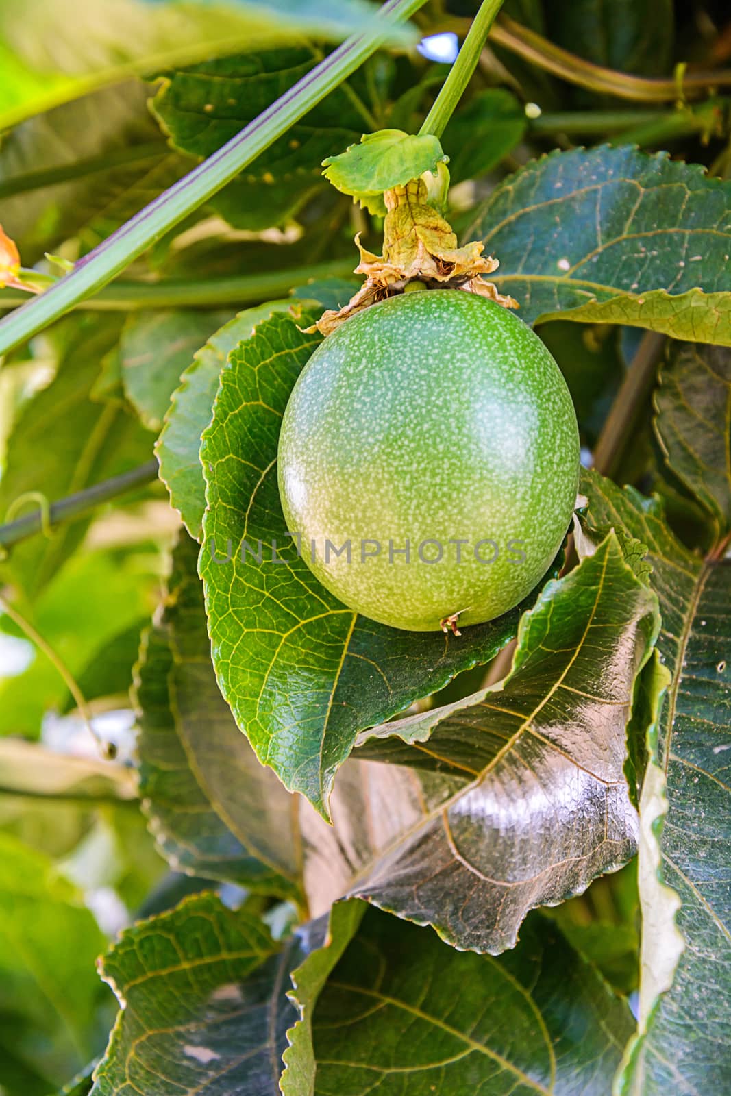 Fresh passion fruit by NuwatPhoto