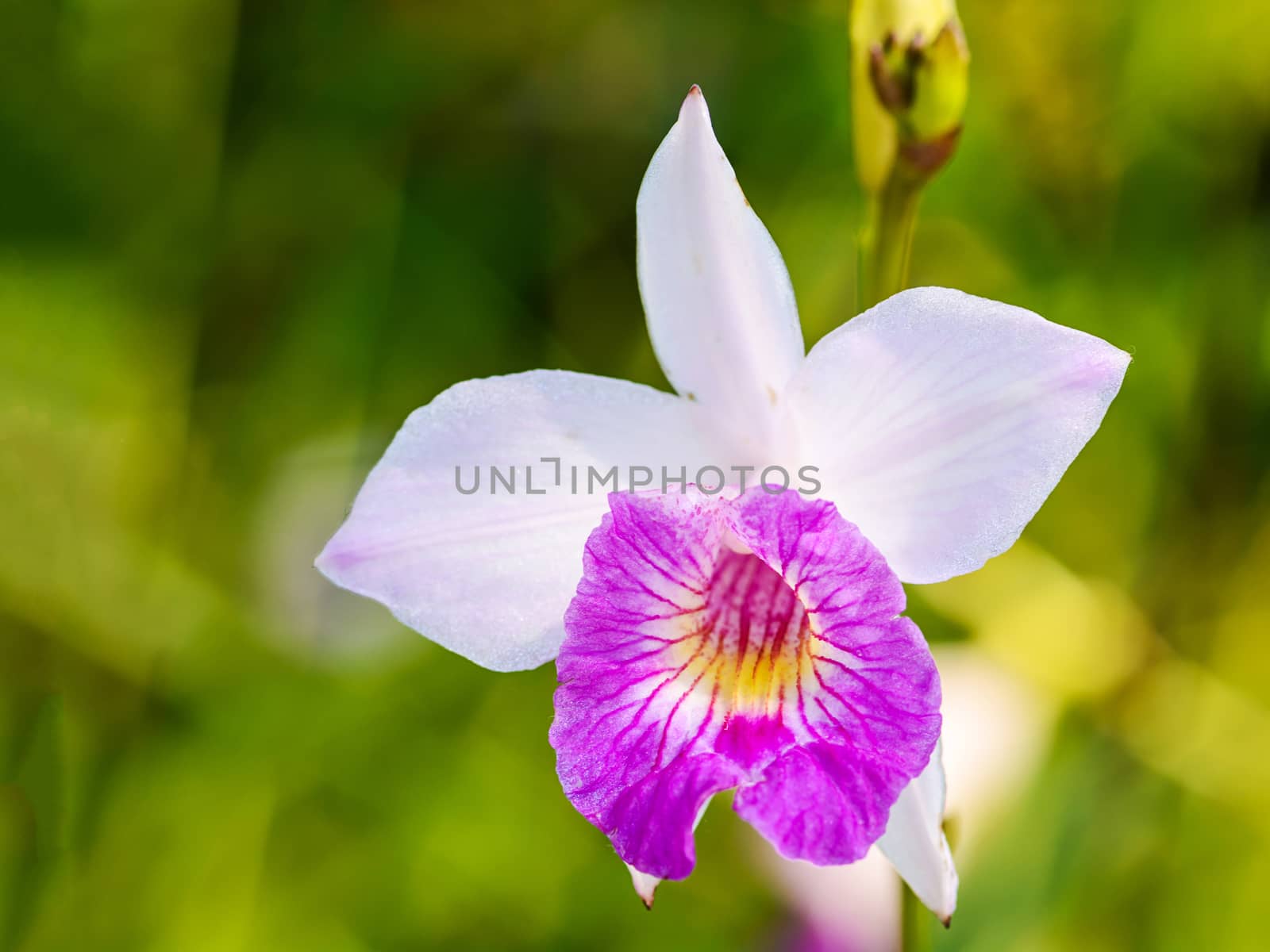 Arundina graminifolia orchid close up with blurry background 