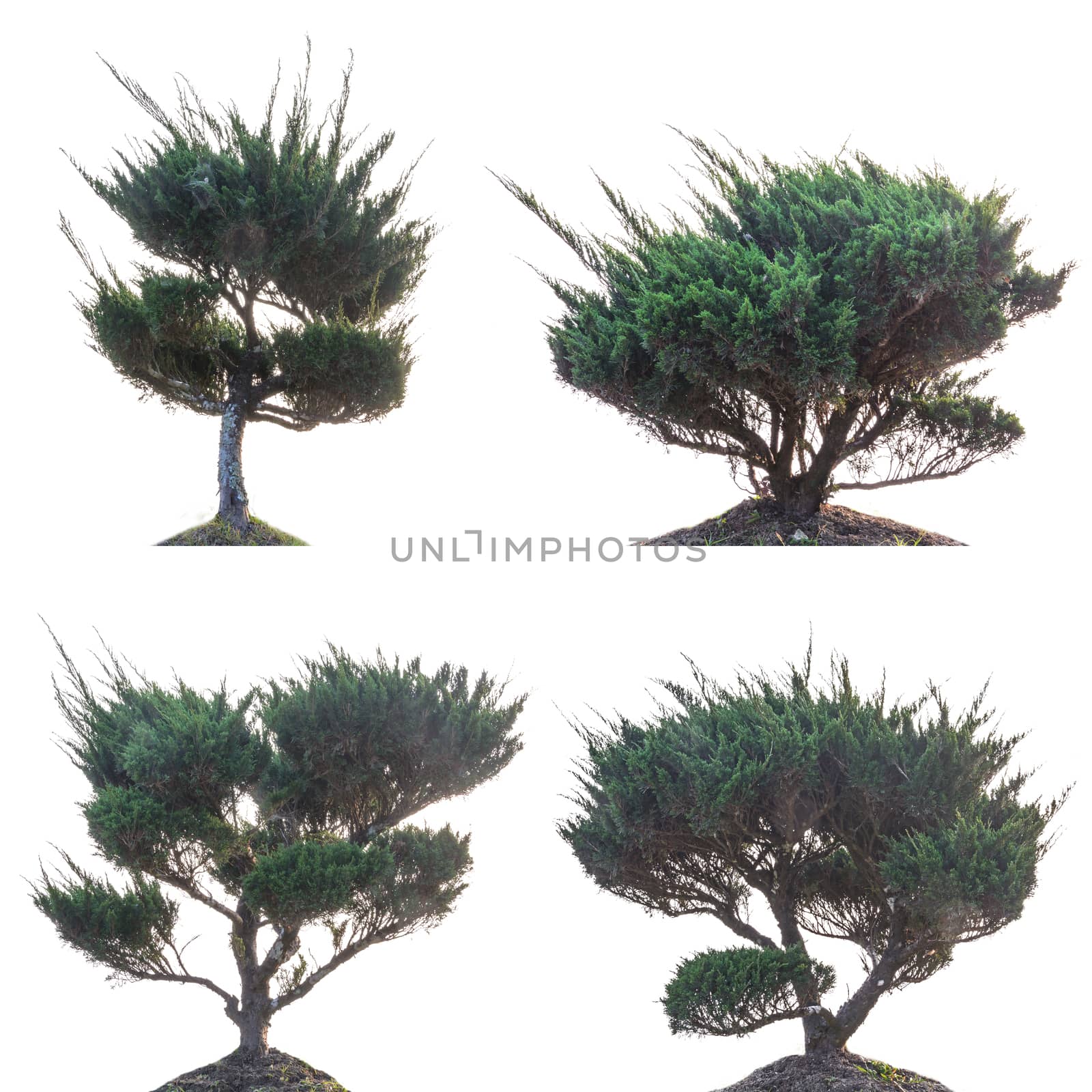 Set of pine tree isolated on a white background