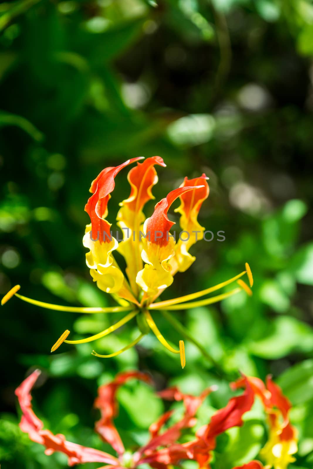 colorful flower in tropical forest,shallow focus