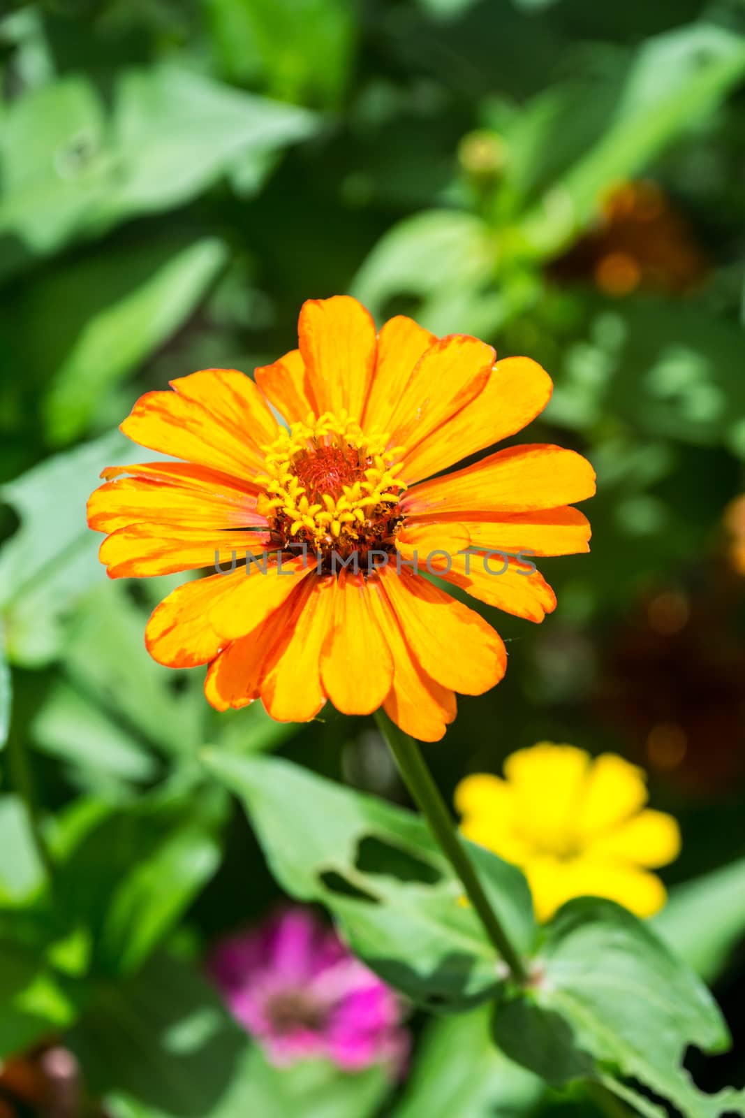 orange flower in tropical garden,shallow focus