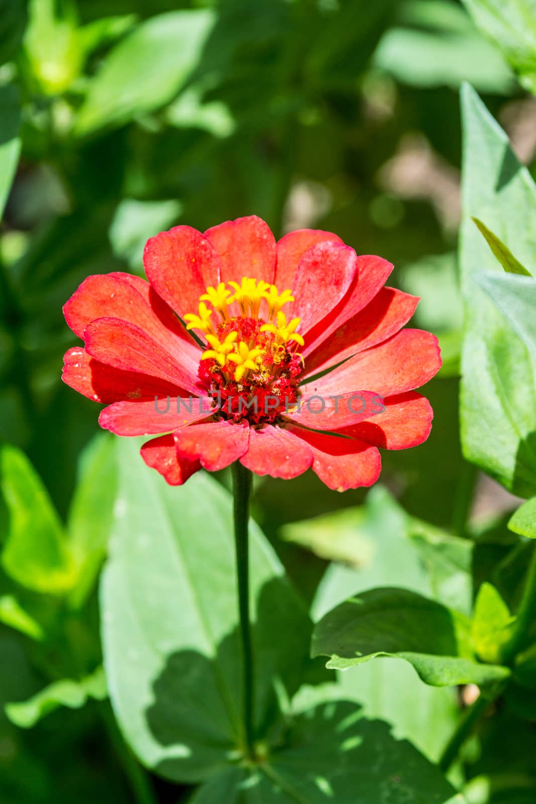 pink flower in tropical garden,shallow focus