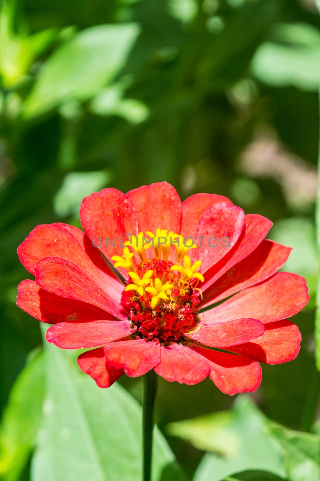 pink flower in tropical garden,shallow focus