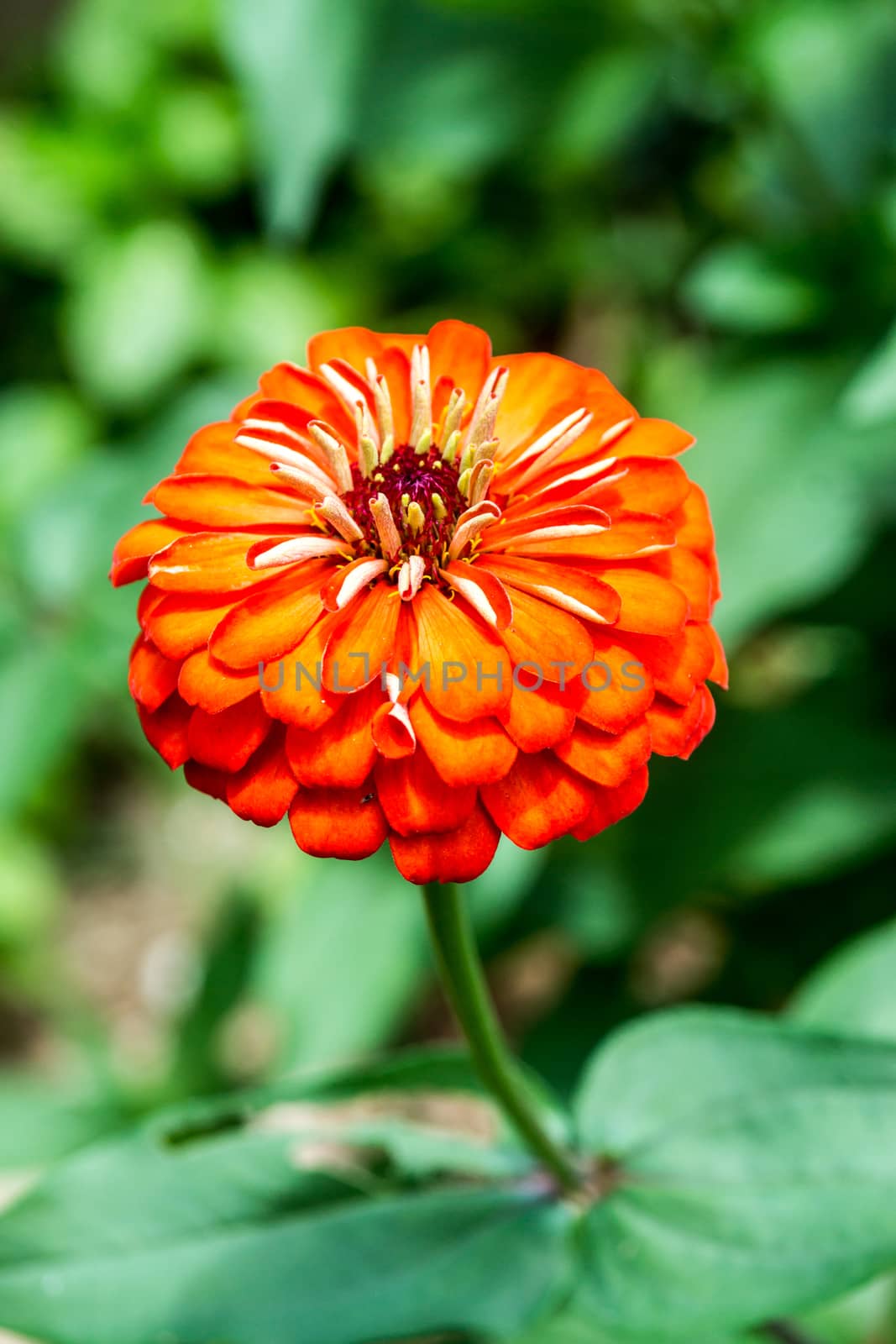 orange flower in tropical garden,shallow focus