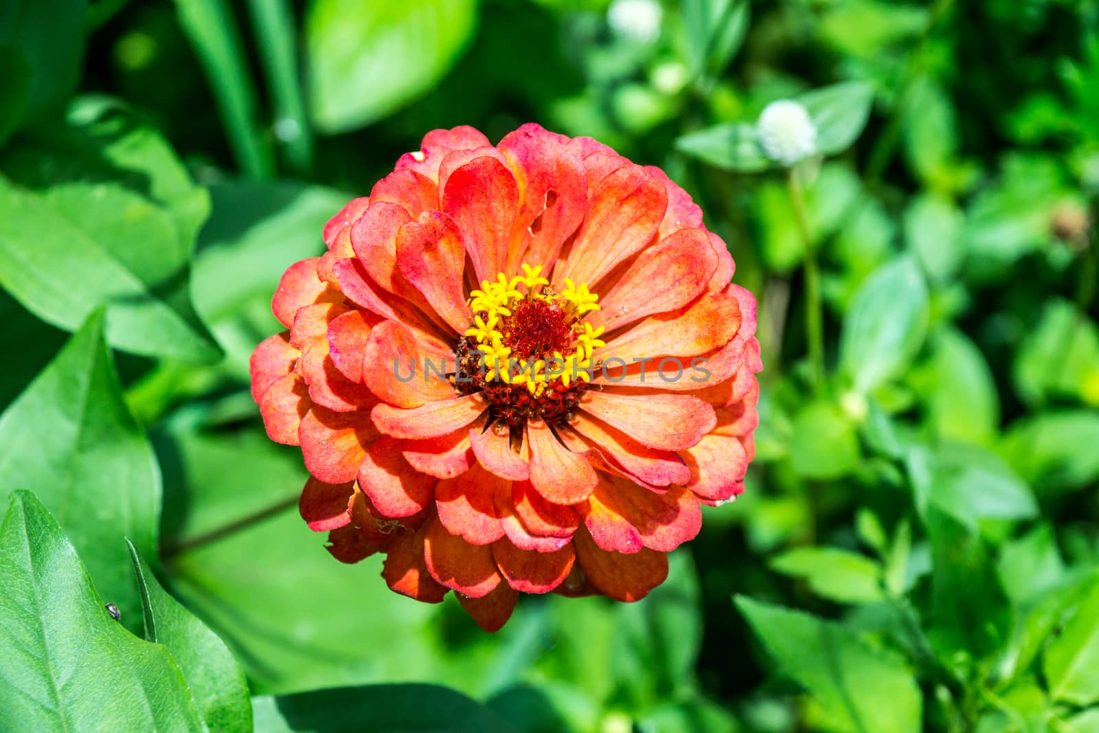 pink flower in tropical garden,shallow focus