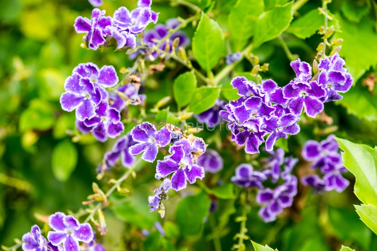 small purple flower in tropical garden,shallow focus