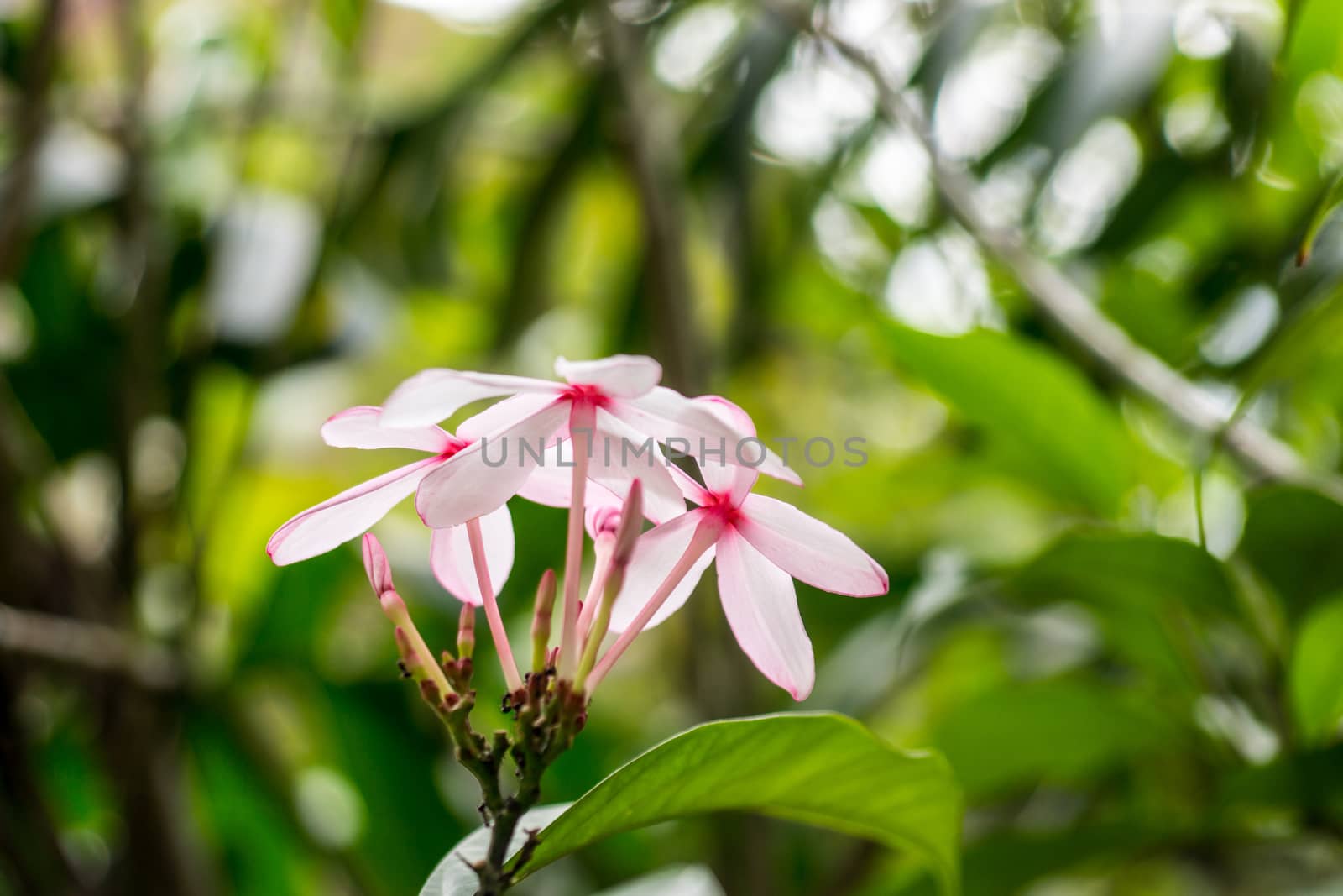 pink flower in tropical garden,shallow focus