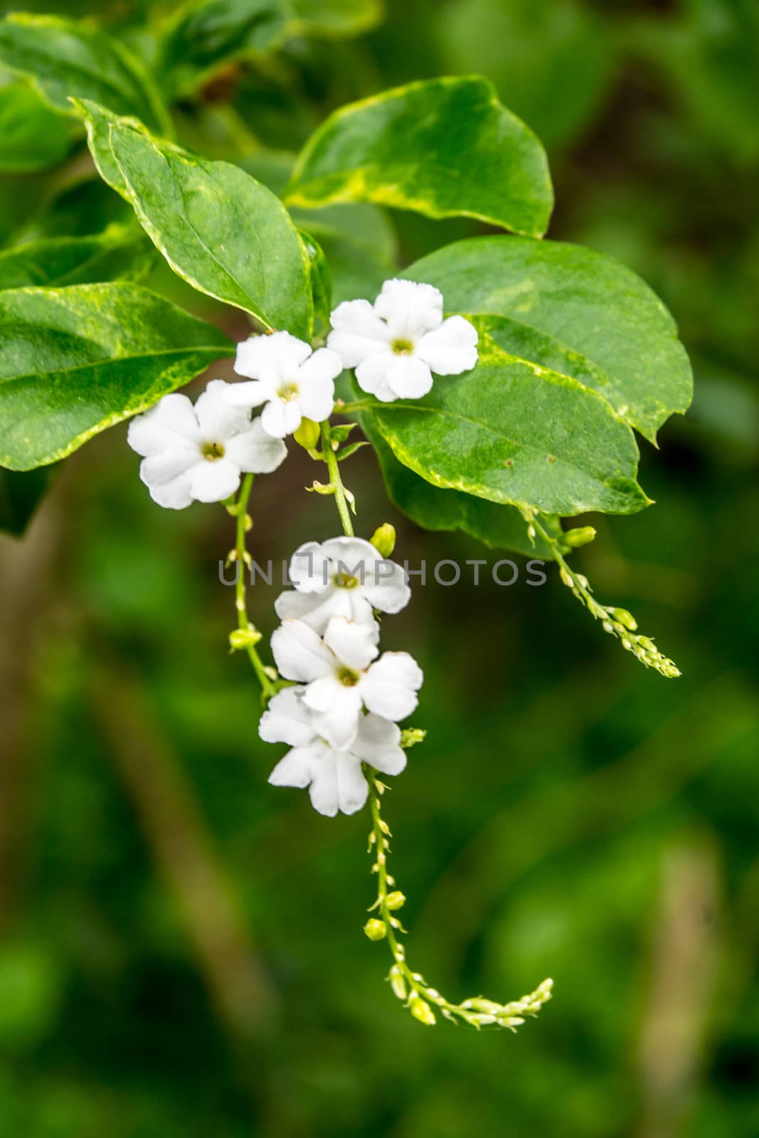 small white flower in tropical forest,shallow focus