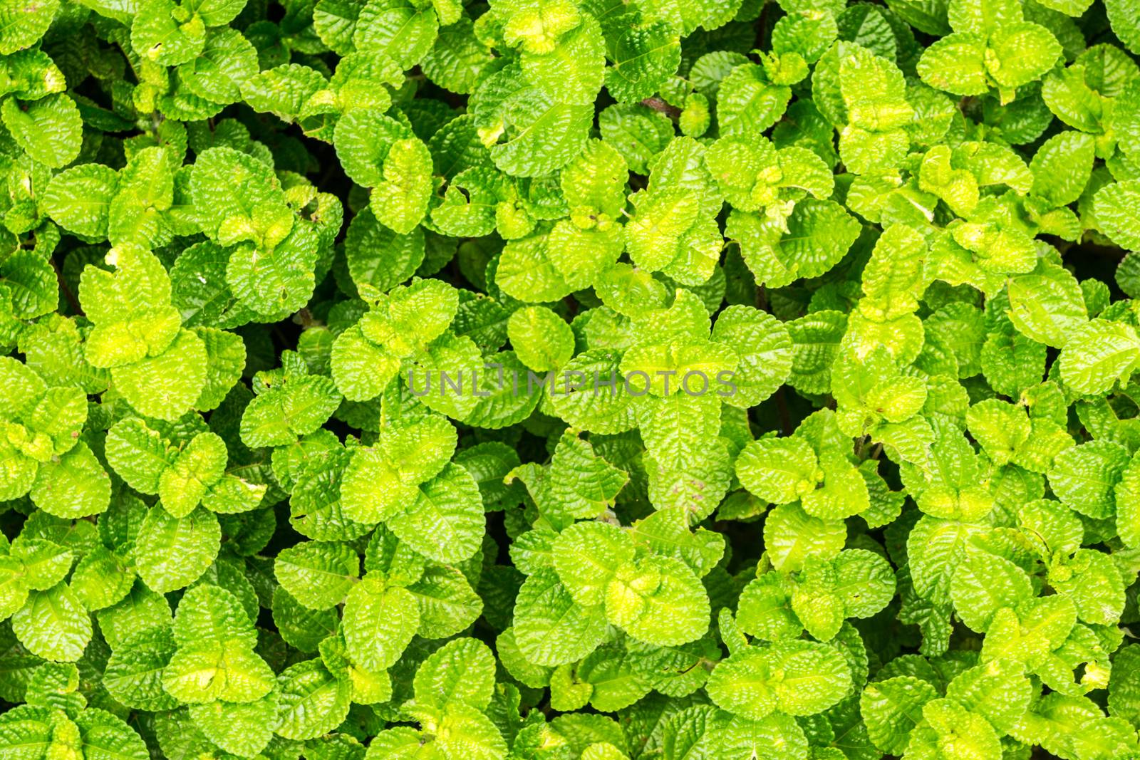 floor of small leaf in water garden